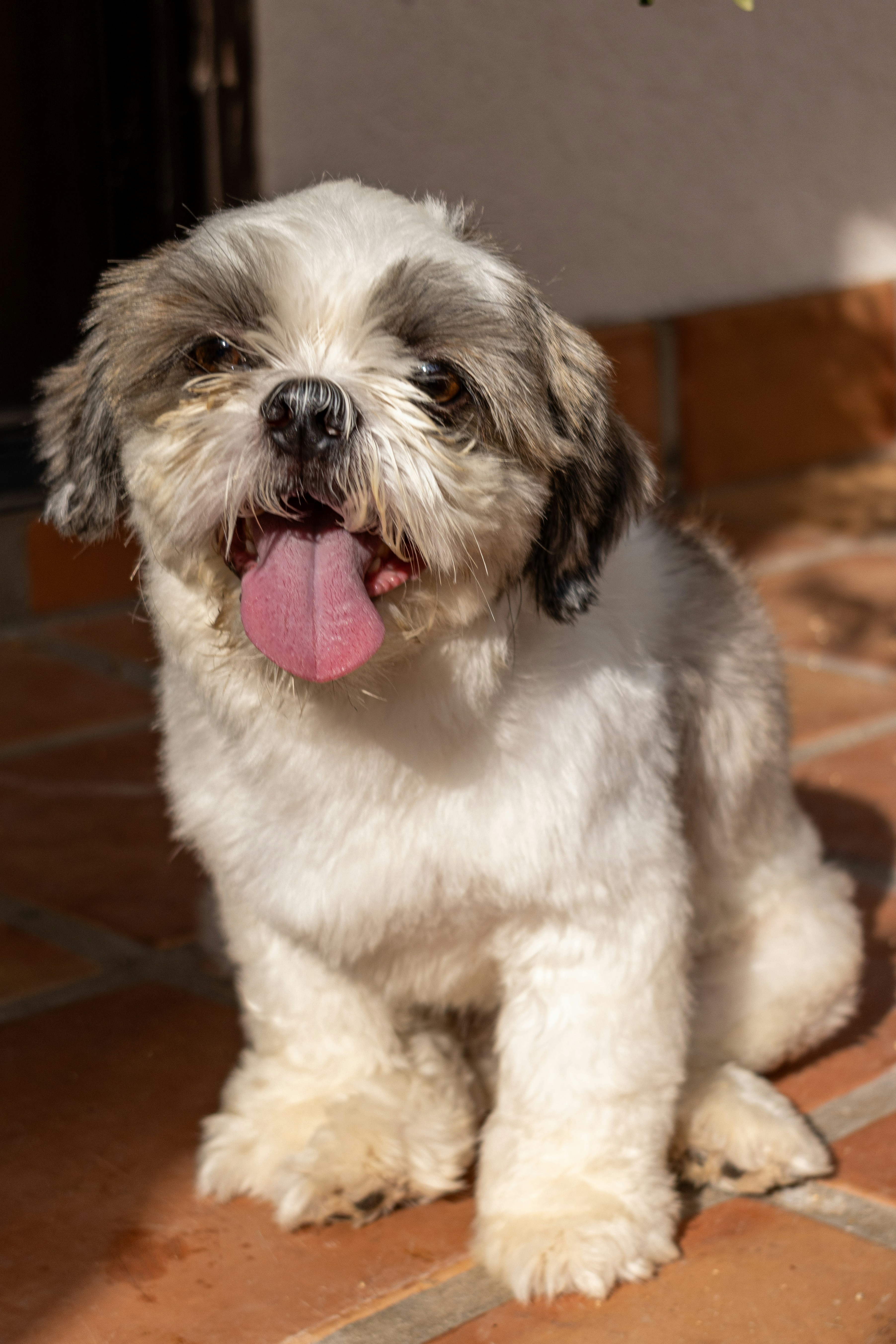 5 Shih Tzu (image credits: unsplash)