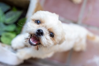 A small white dog standing next to a plant