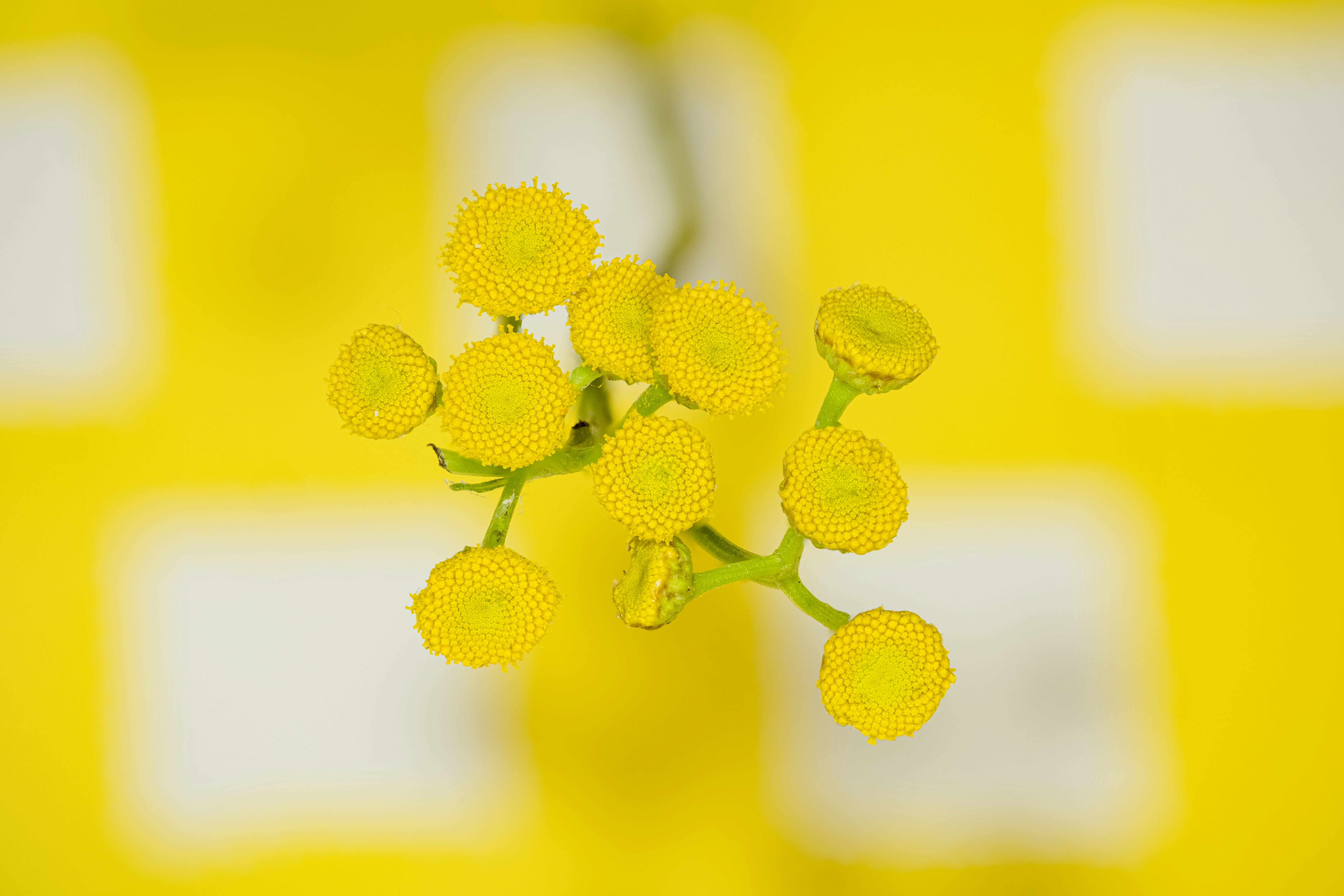 Photo by alexandredaoust