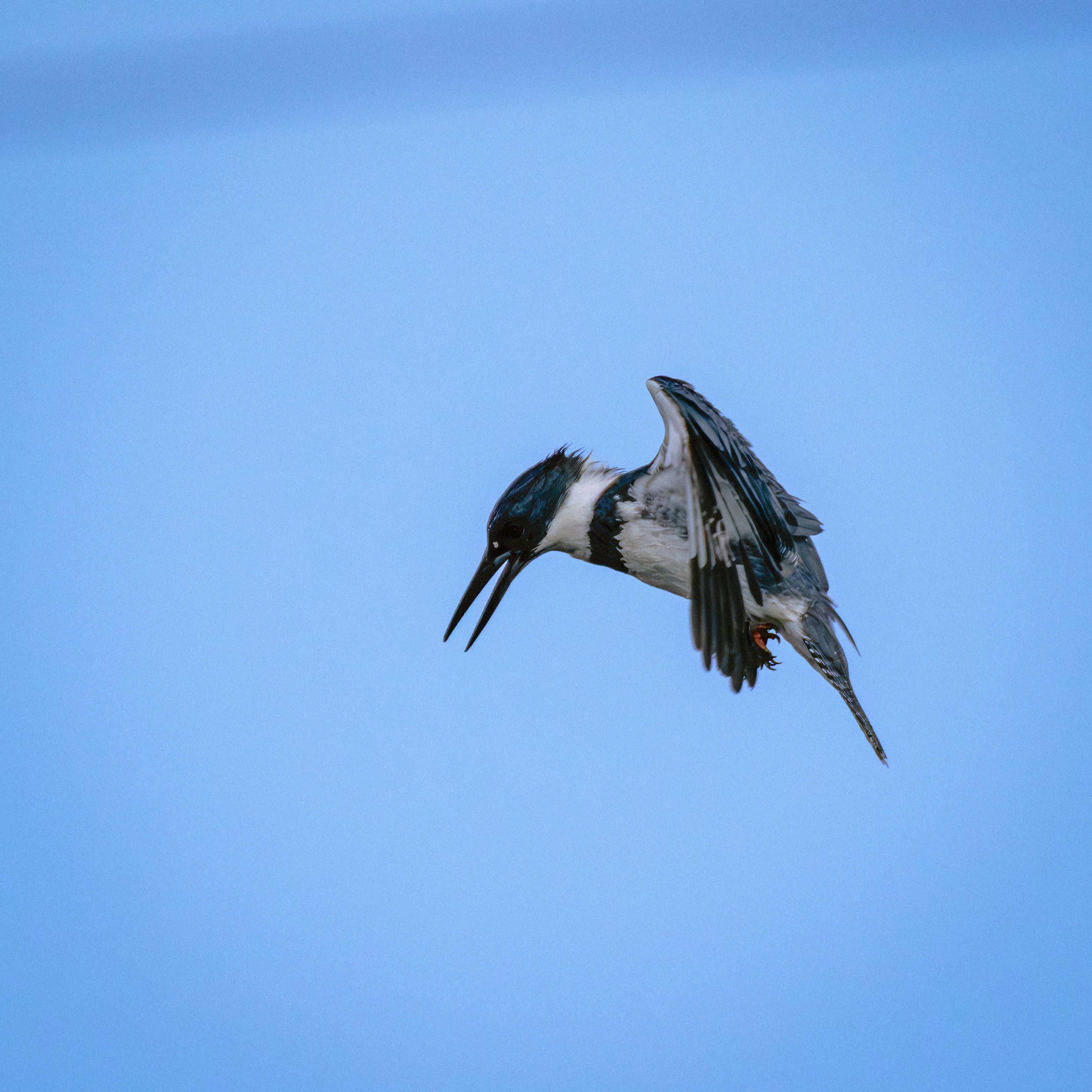 a-black-and-white-bird-flying-in-the-sky-photo-free-kingfisher-image