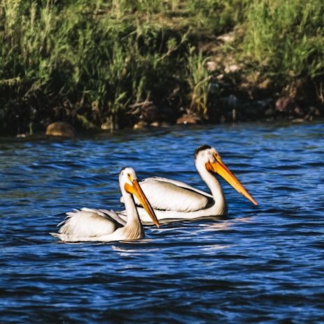 Three white pelicans swimming in the water