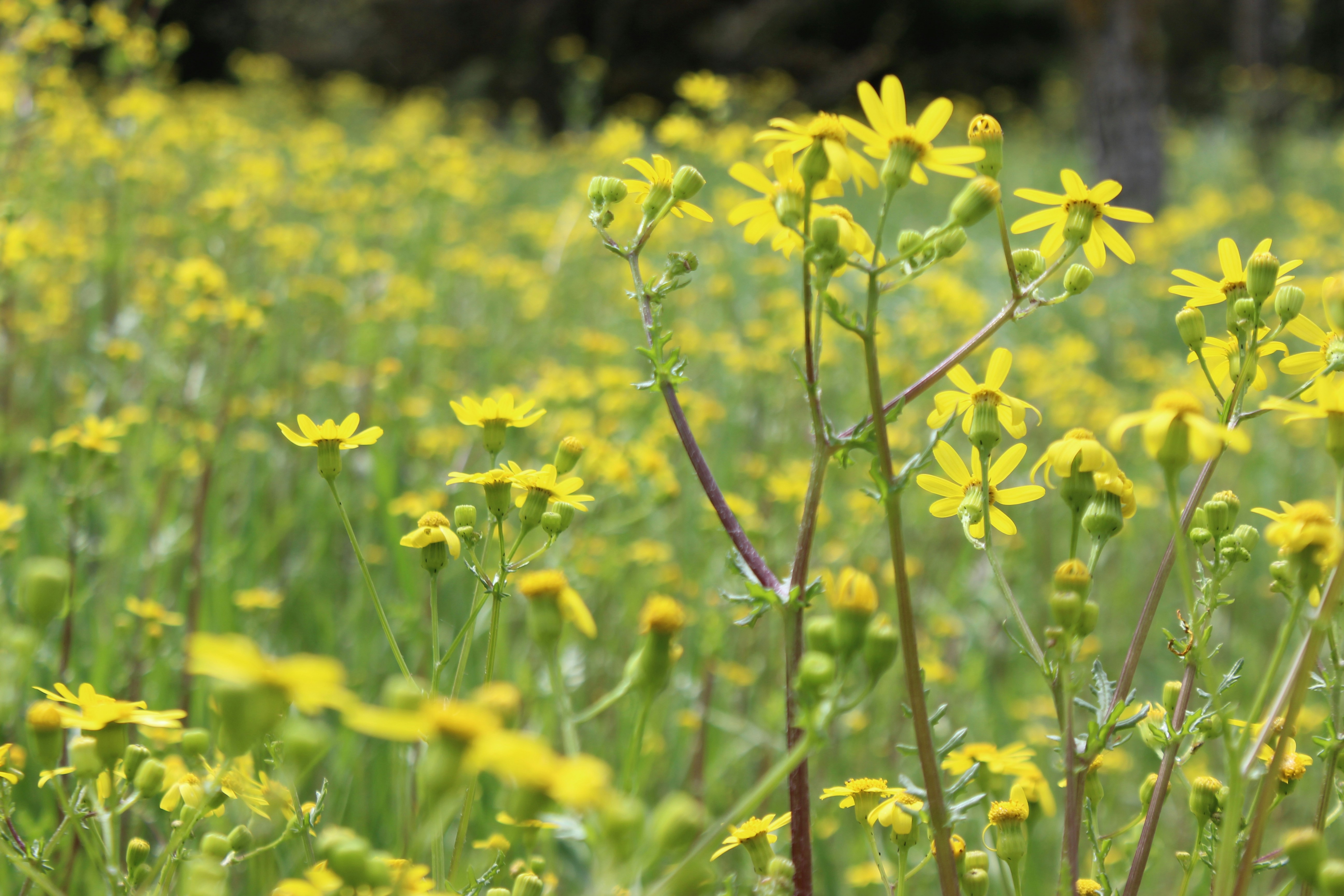 Photo by leylagulami