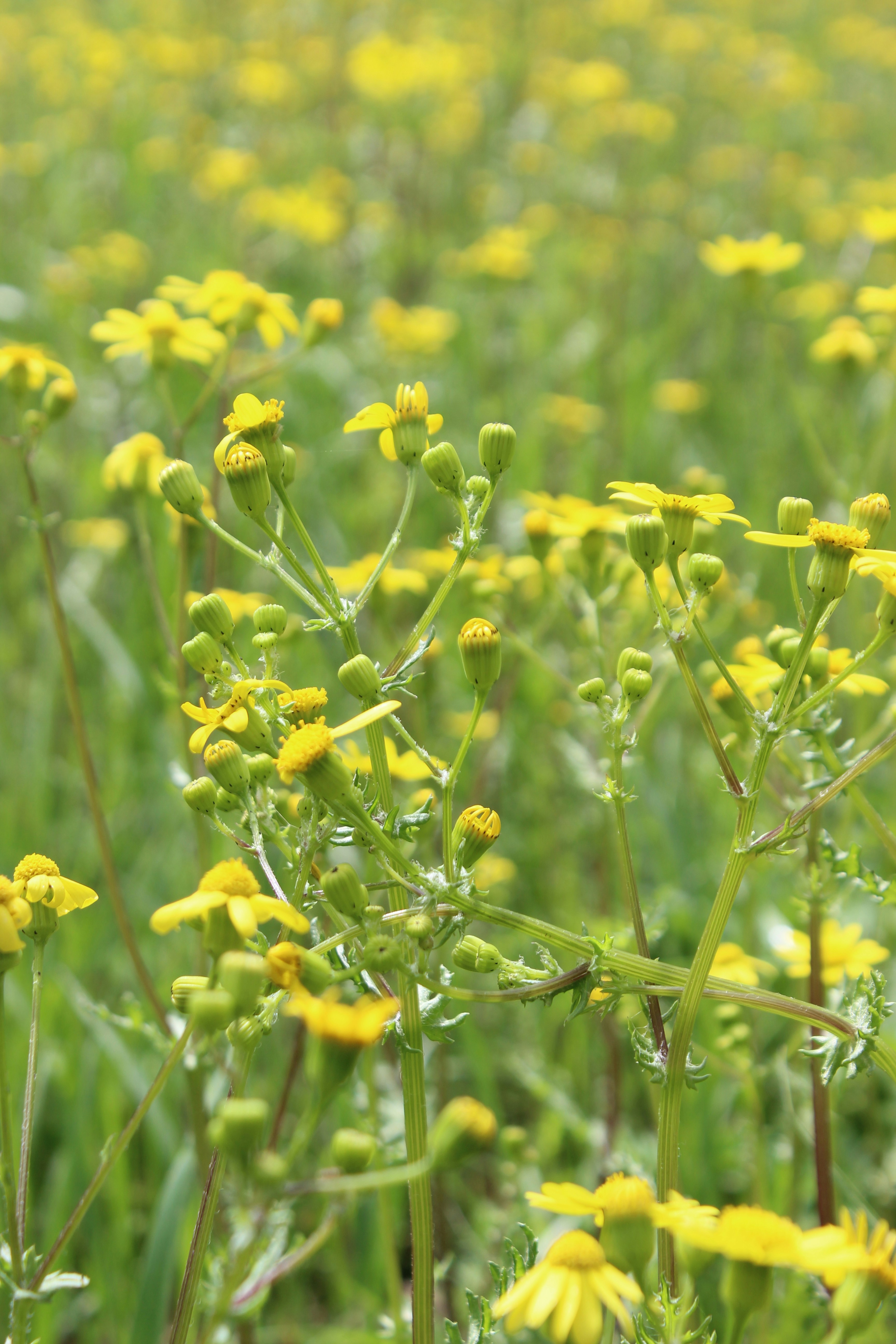 Photo by leylagulami