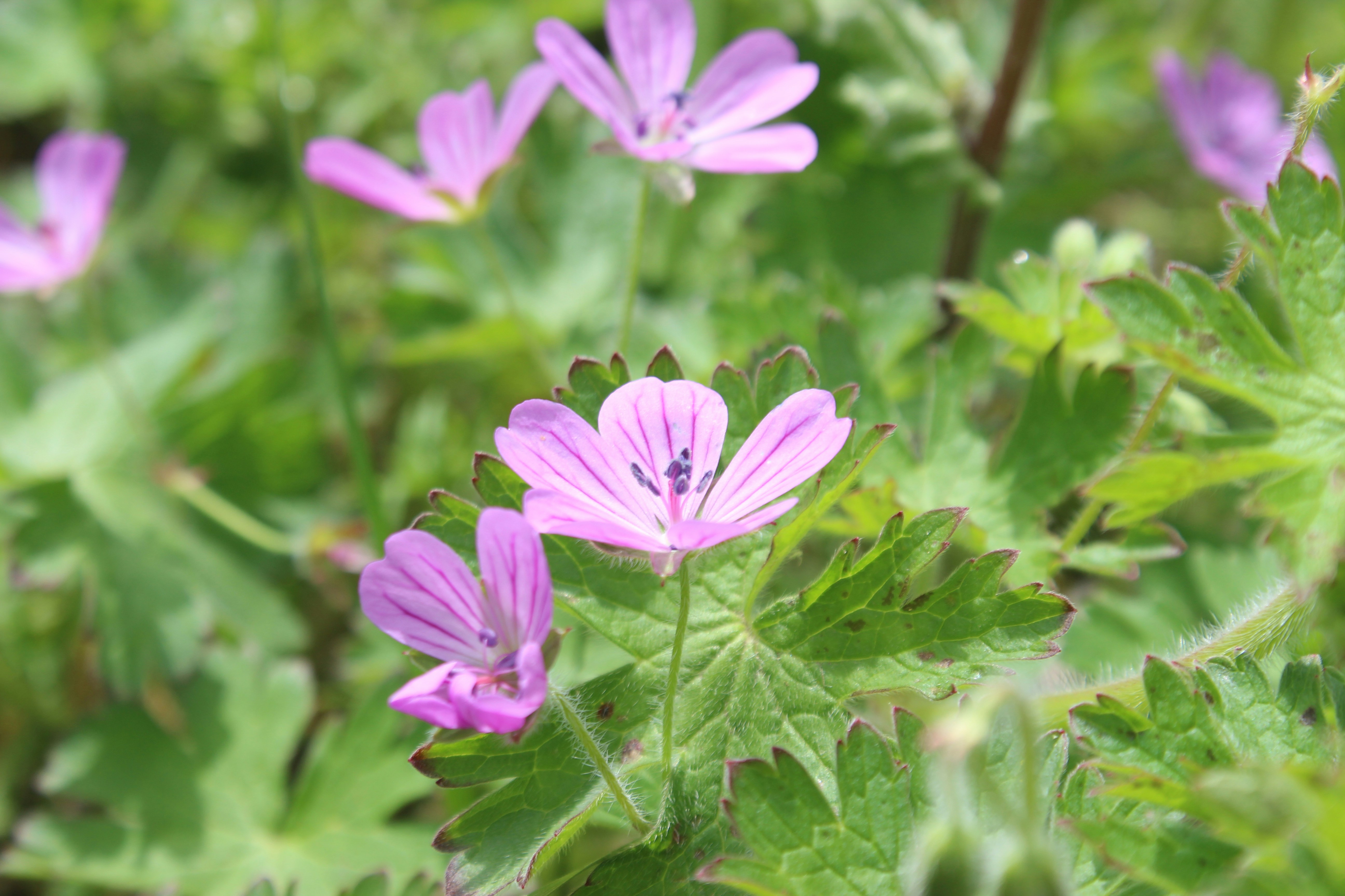 Photo by leylagulami