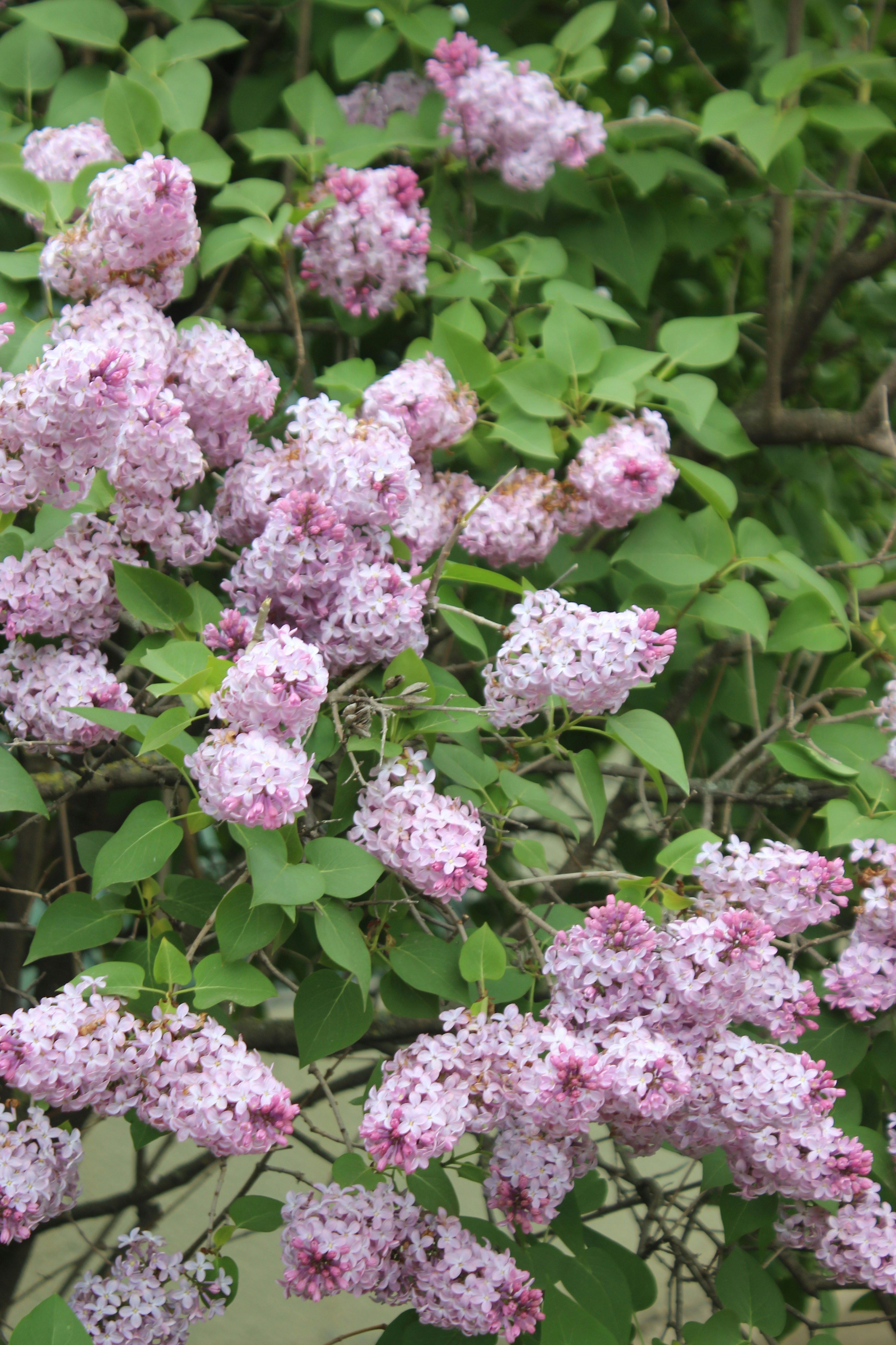 Photo by leylagulami