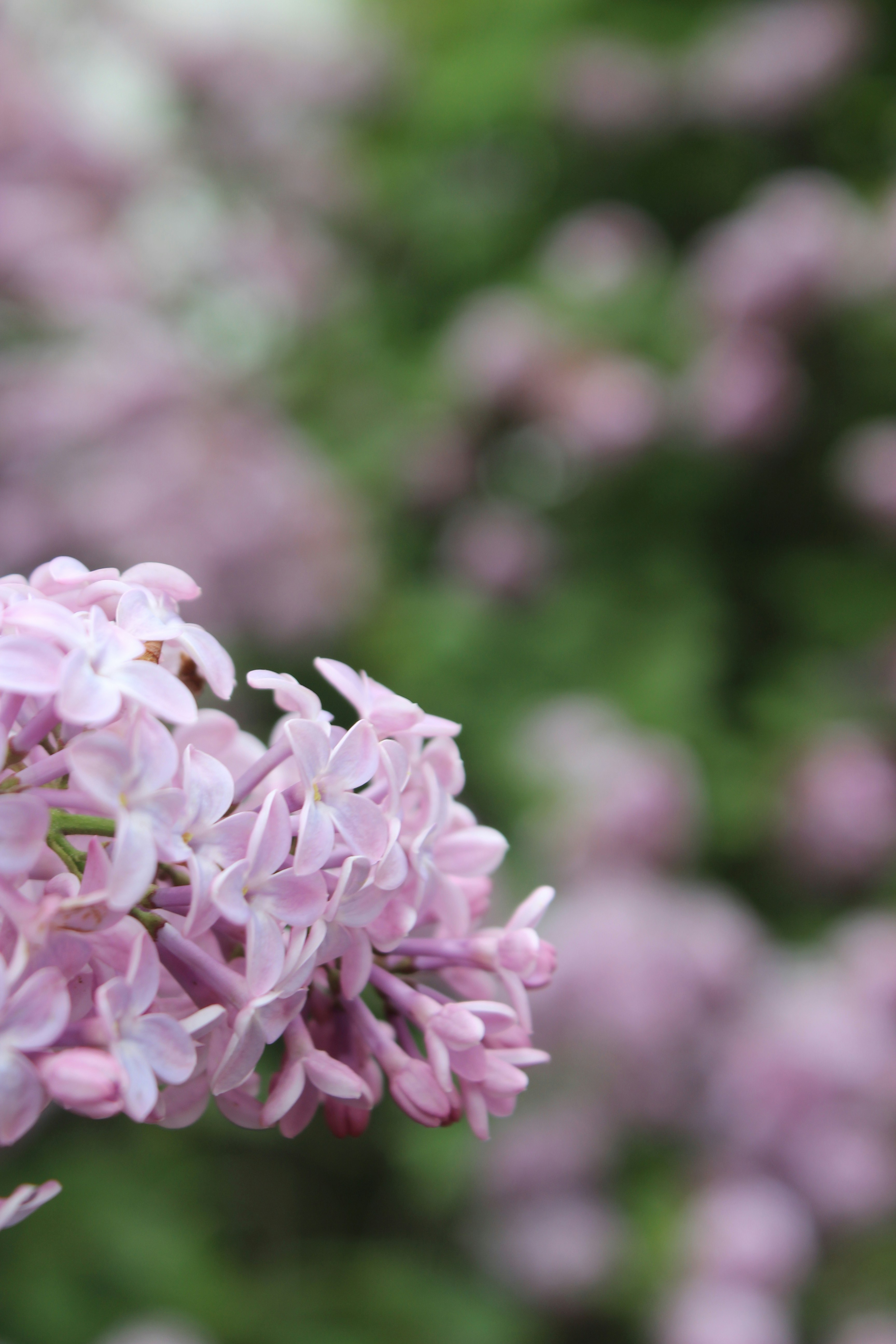 Photo by leylagulami