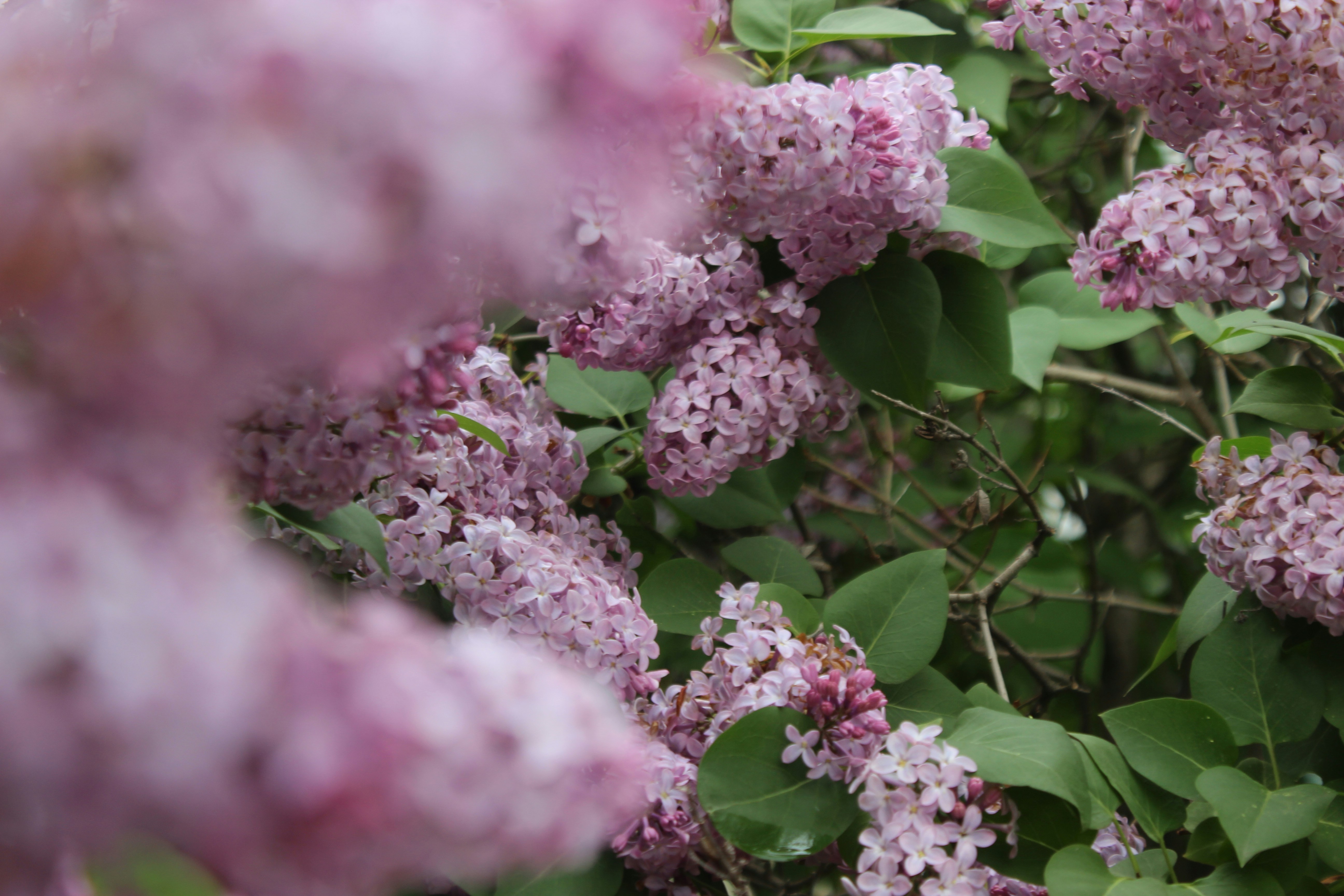 Photo by leylagulami