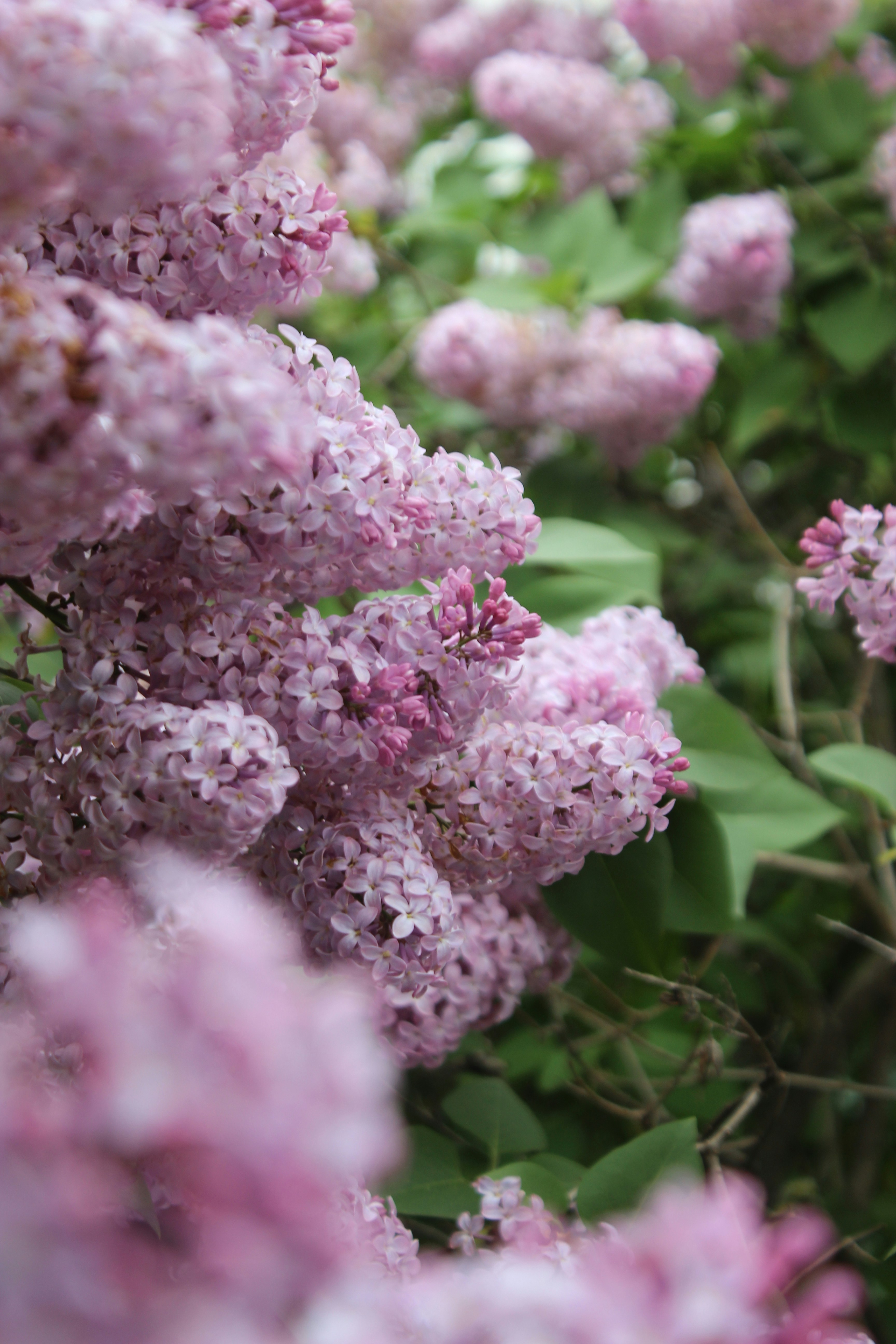 Photo by leylagulami