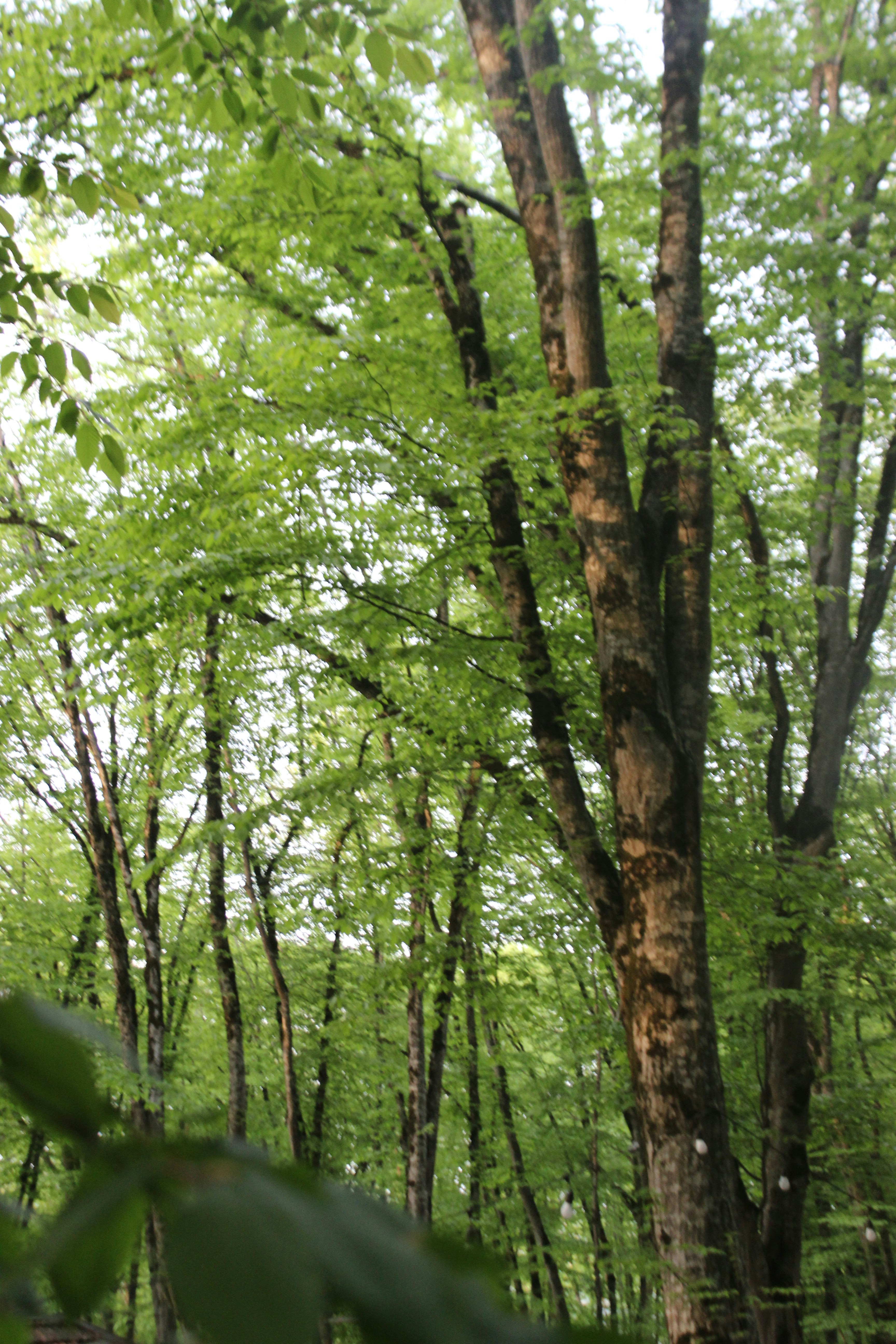 Photo by leylagulami