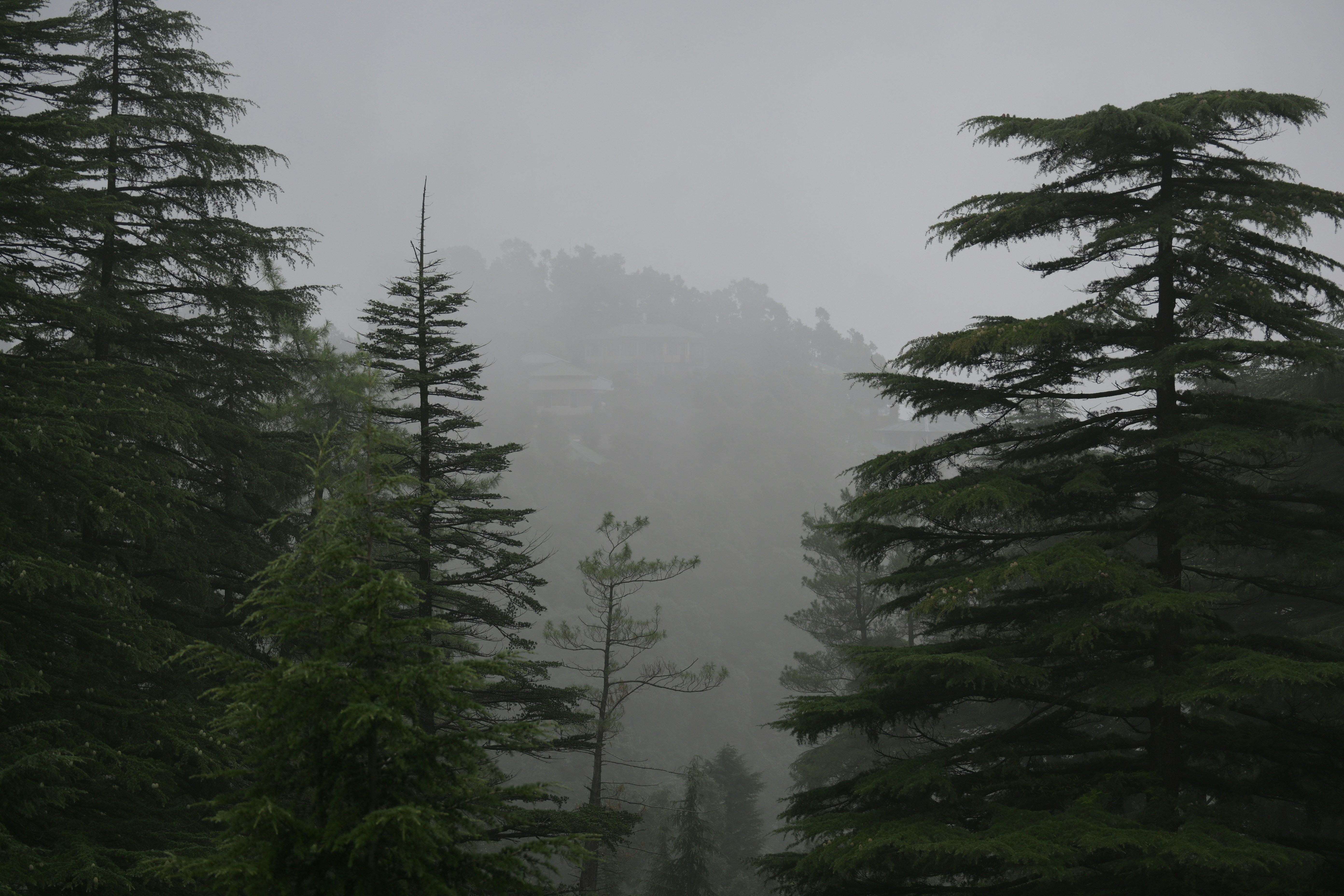 Un bosque brumoso lleno de árboles foto – Imagen de Fondo de pantalla 4k  gratuita en Unsplash, image size:3000x2000