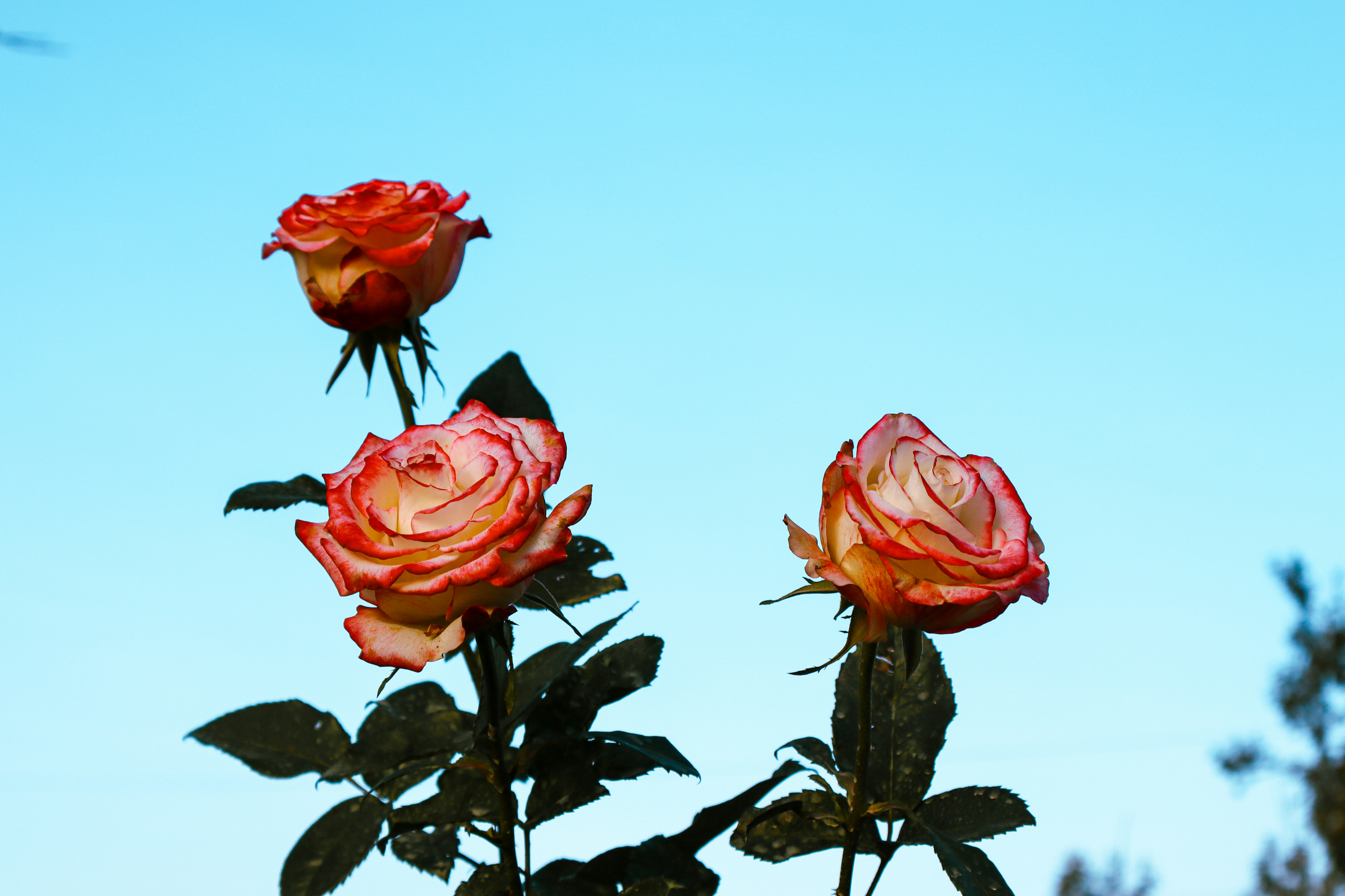 Three pink roses are blooming on a sunny day photo – Free Rose flower ...