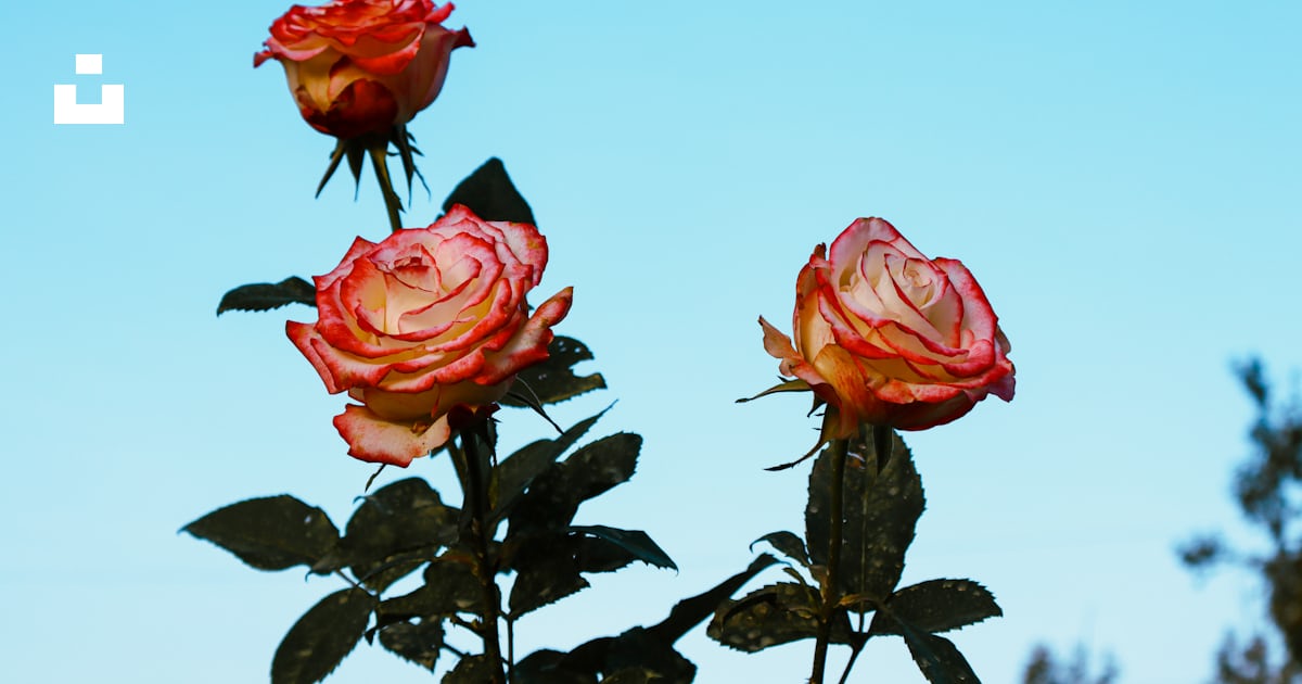 Three pink roses are blooming on a sunny day photo – Free Rose flower ...