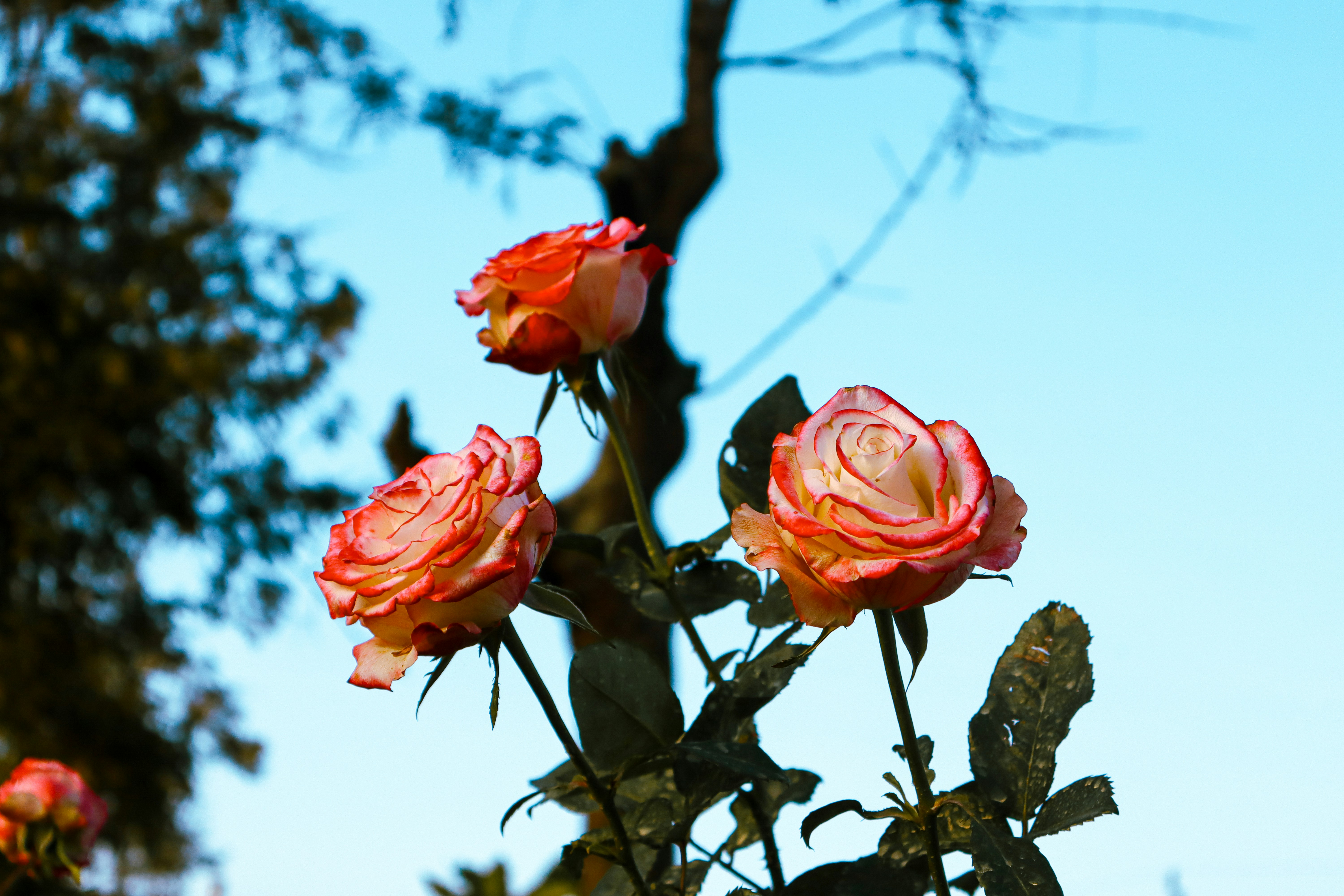 Photo by nsrch