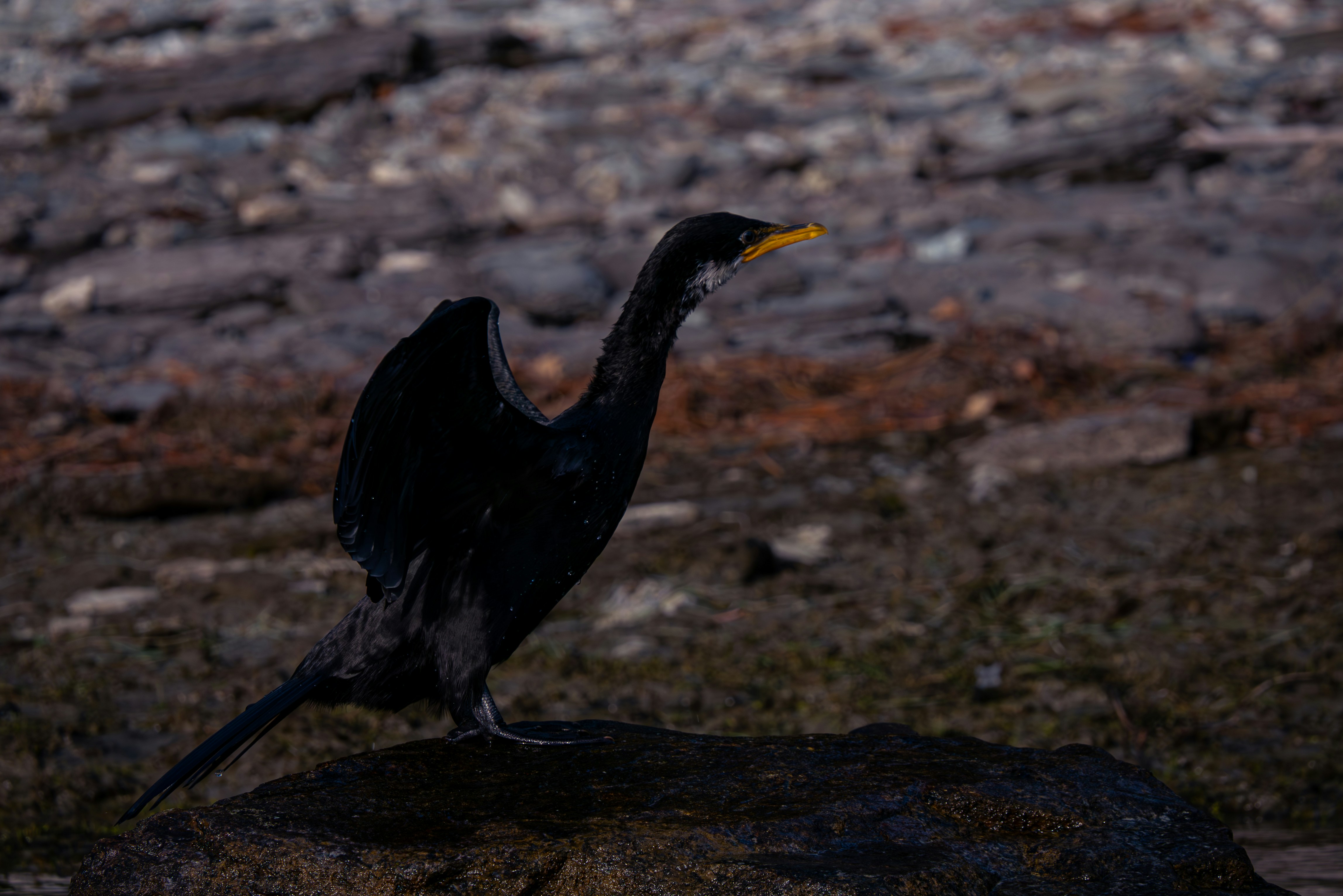 A bird standing on a rock near a body of water