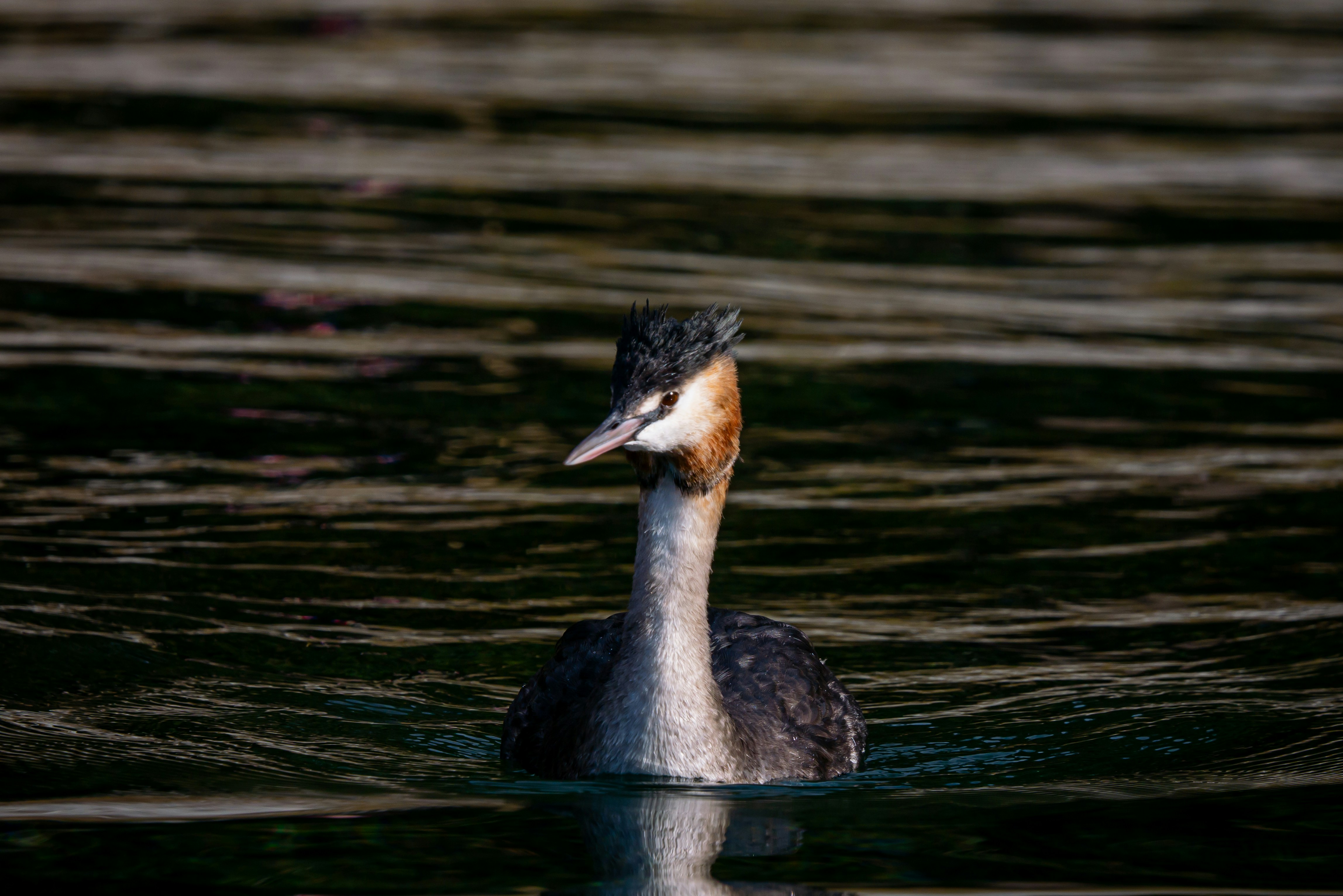 A duck floating on top of a body of water