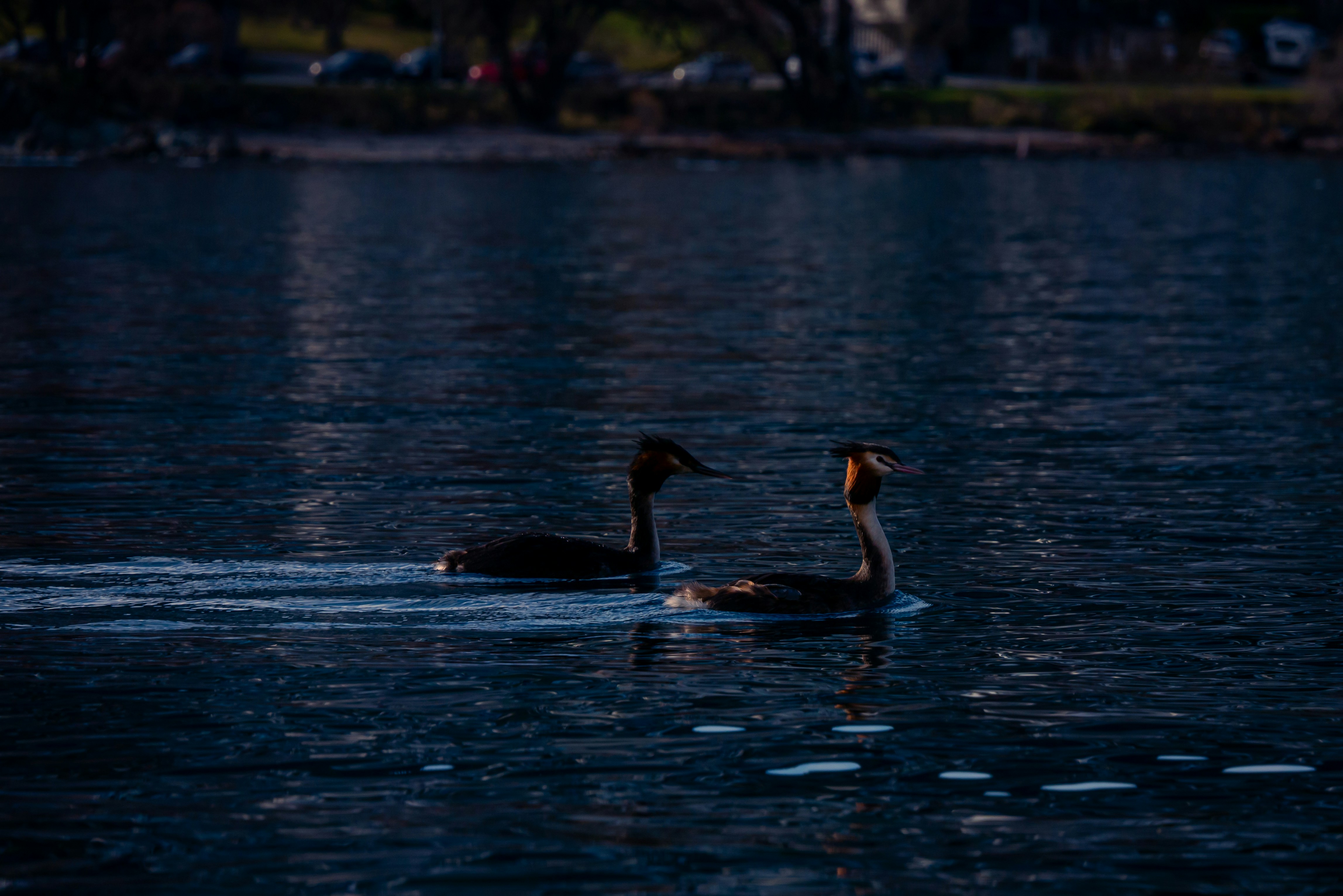 A couple of ducks floating on top of a lake