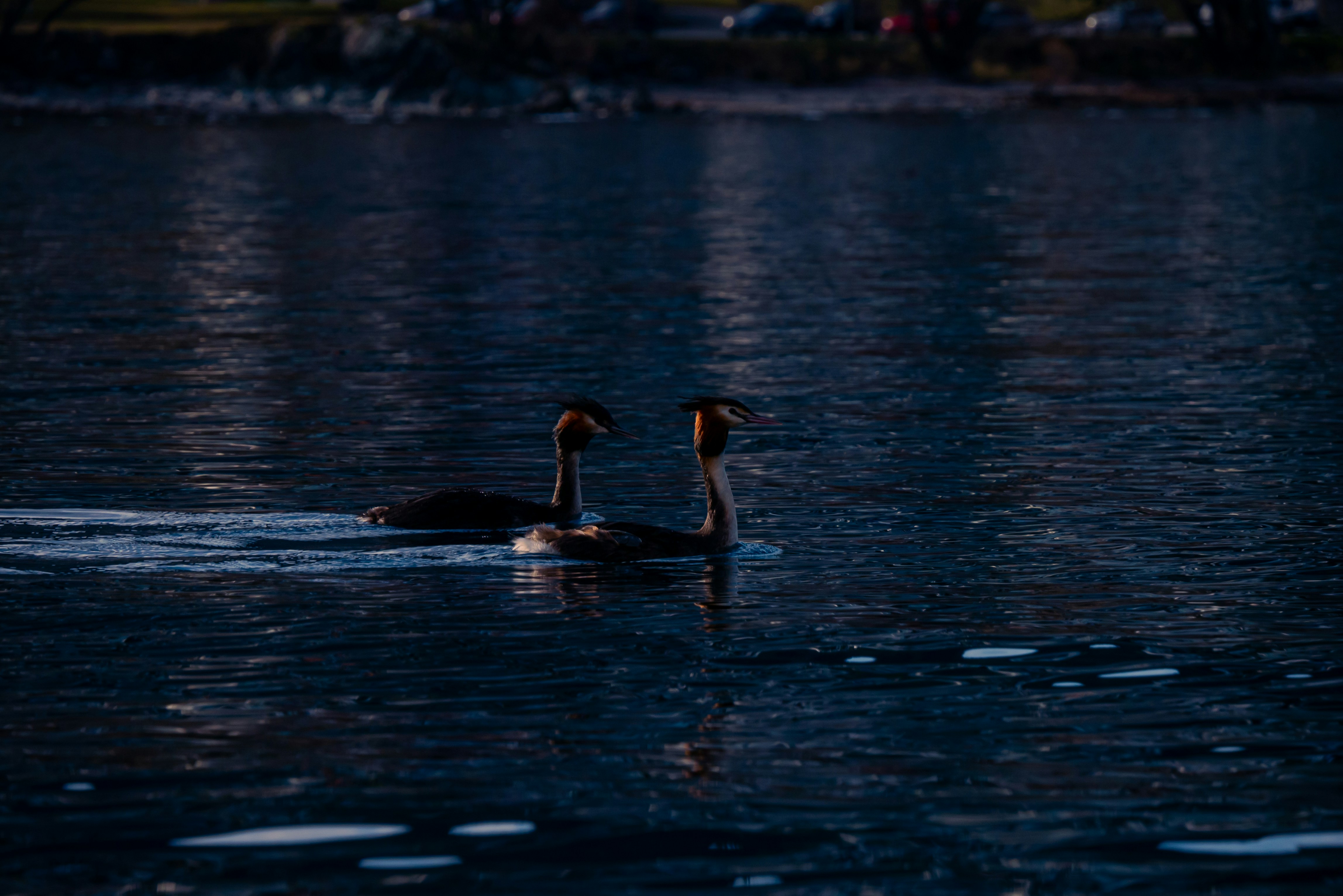 A couple of ducks floating on top of a lake
