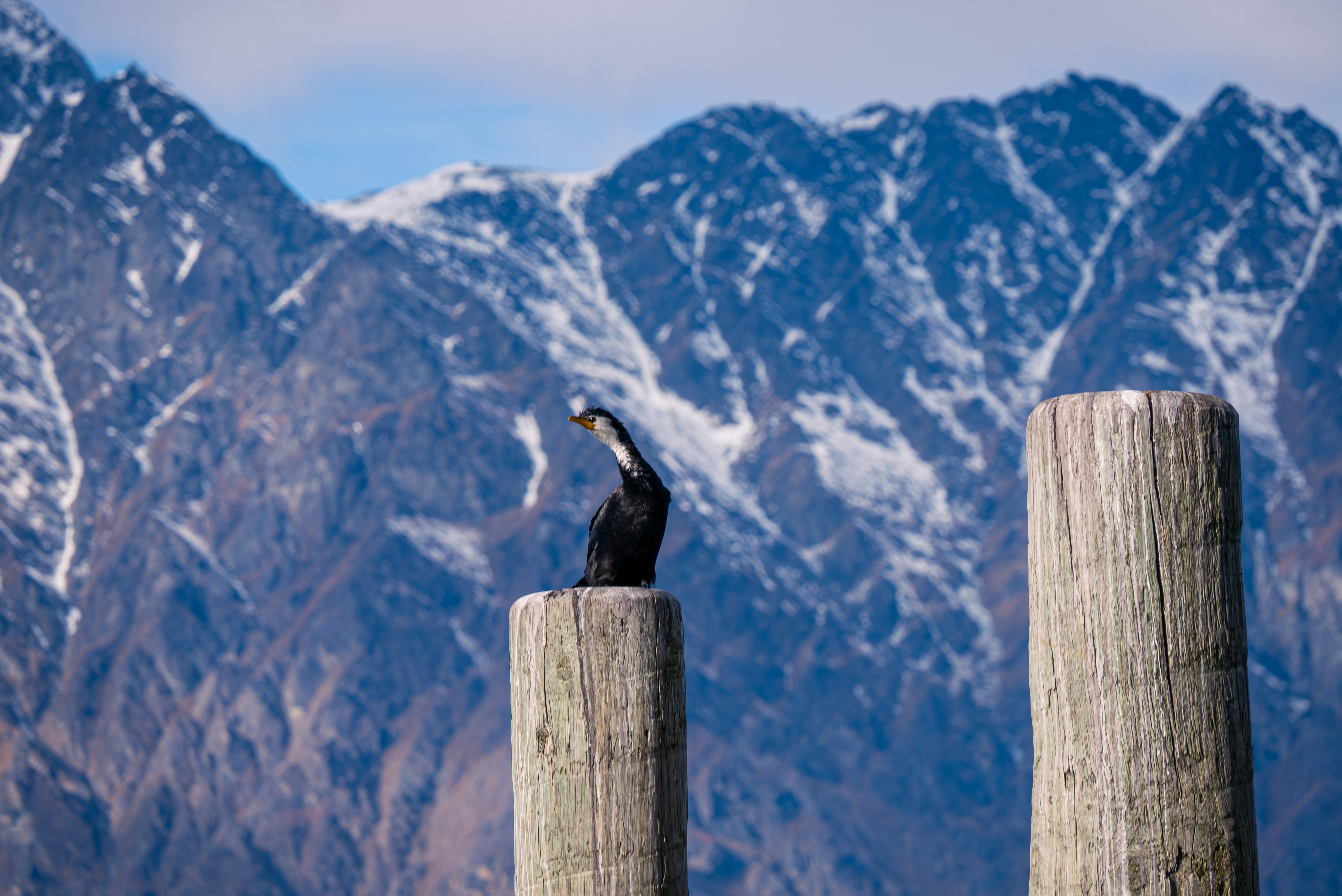 A bird sitting on top of a wooden post