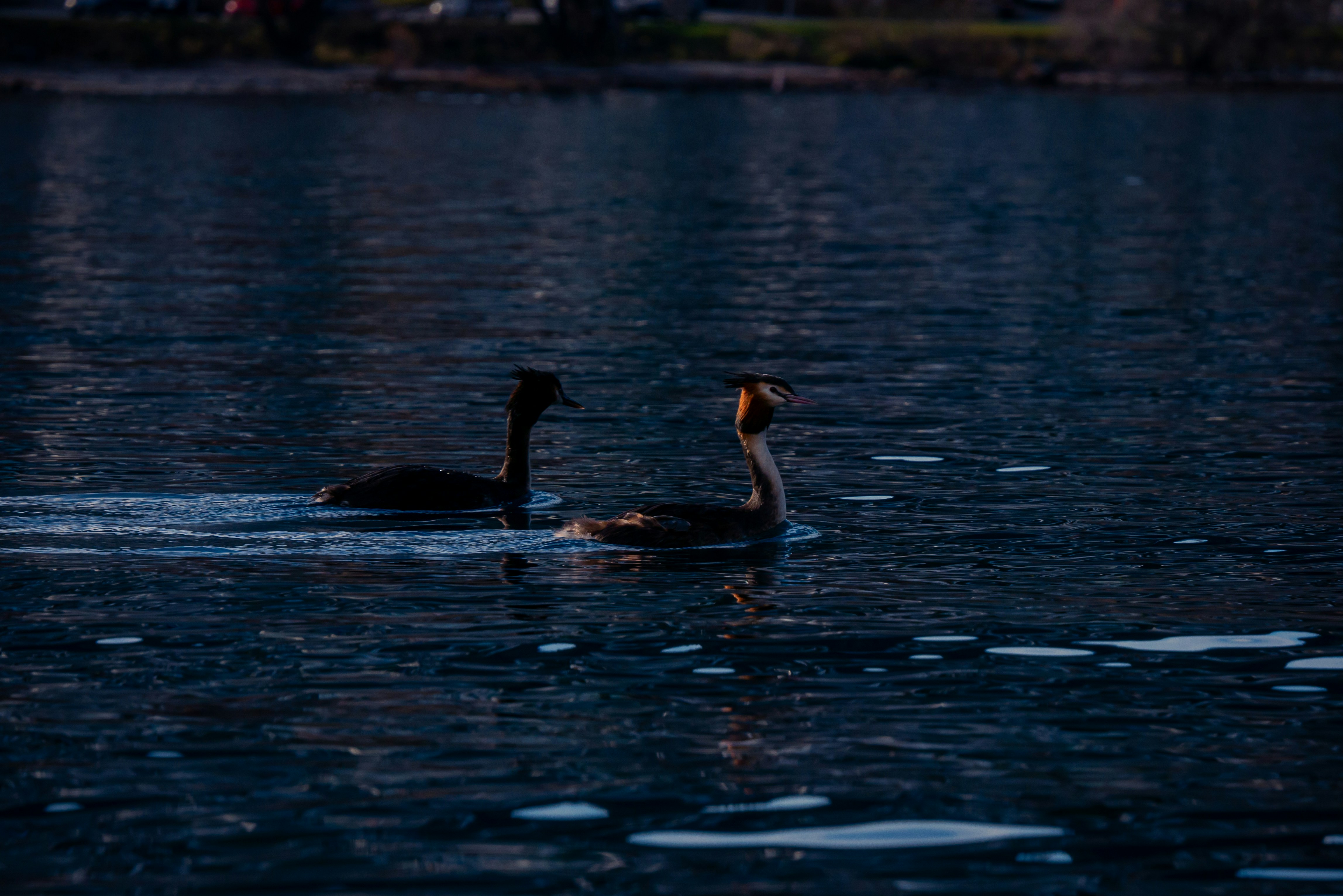A couple of ducks floating on top of a lake