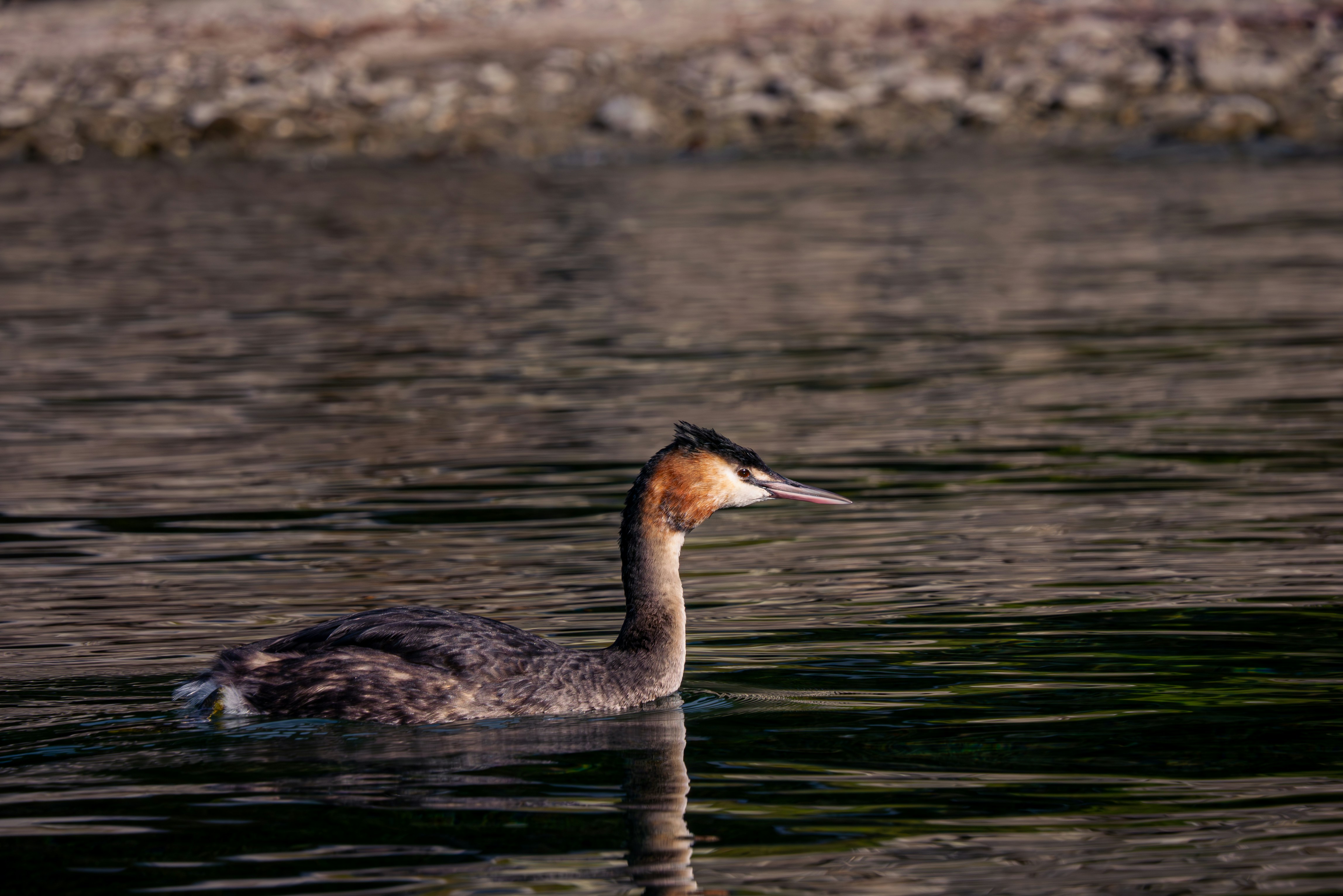 A duck floating on top of a body of water