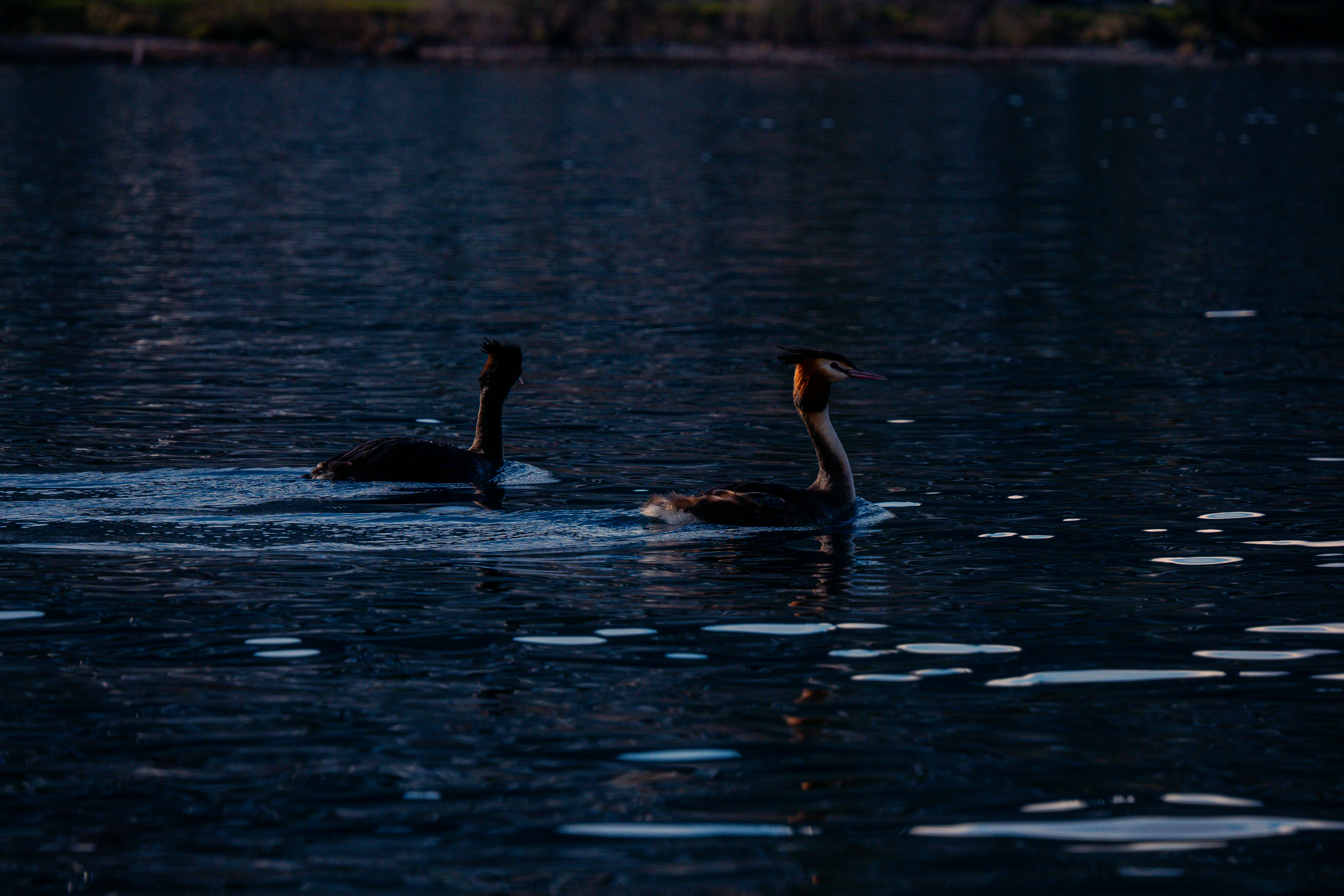 A couple of ducks floating on top of a lake