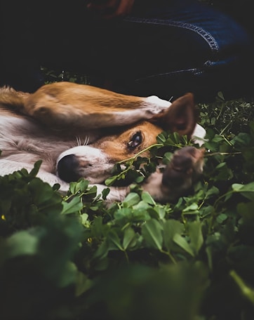 A brown and white dog laying on top of a lush green field for animal healing
