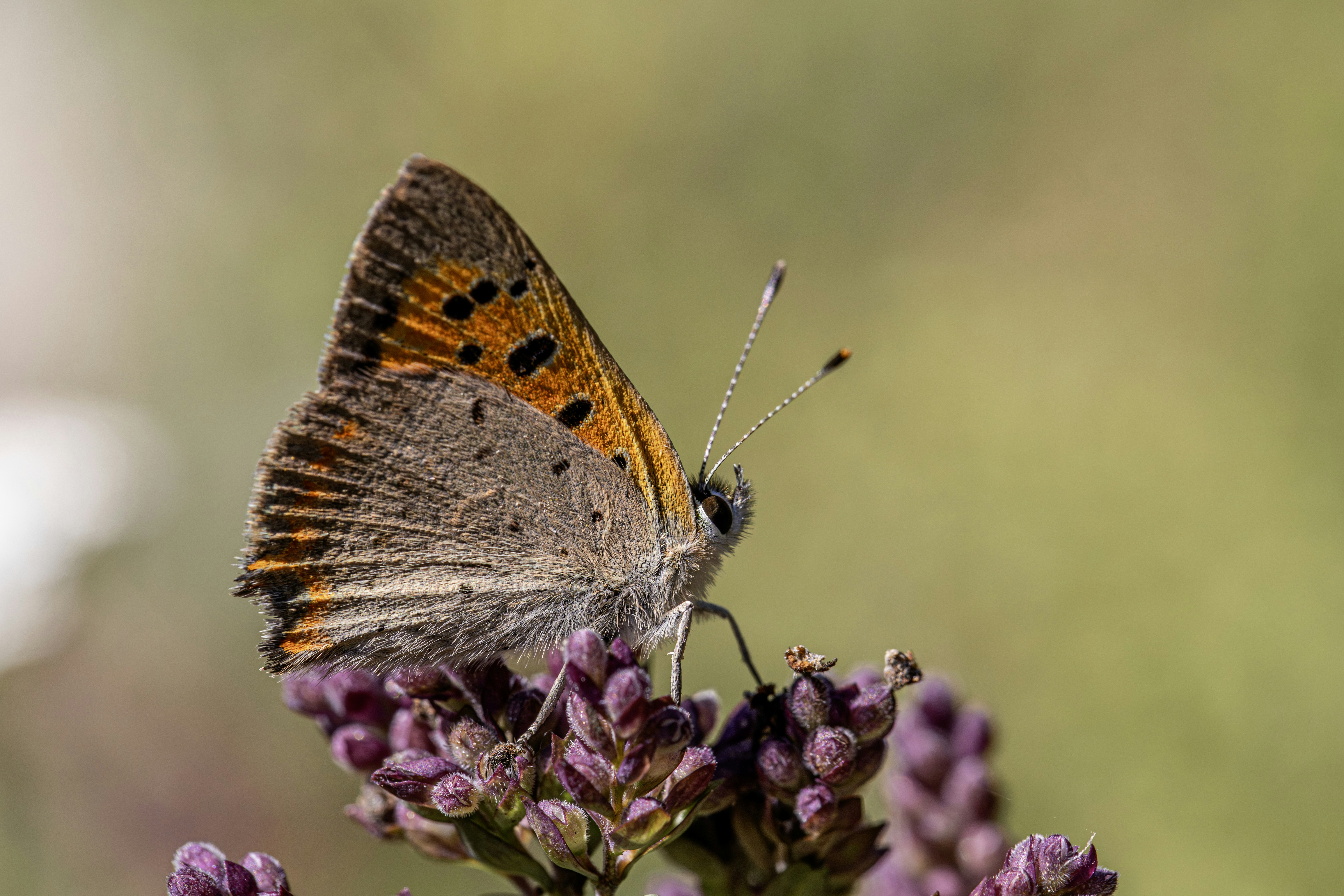 Photo by erik_karits