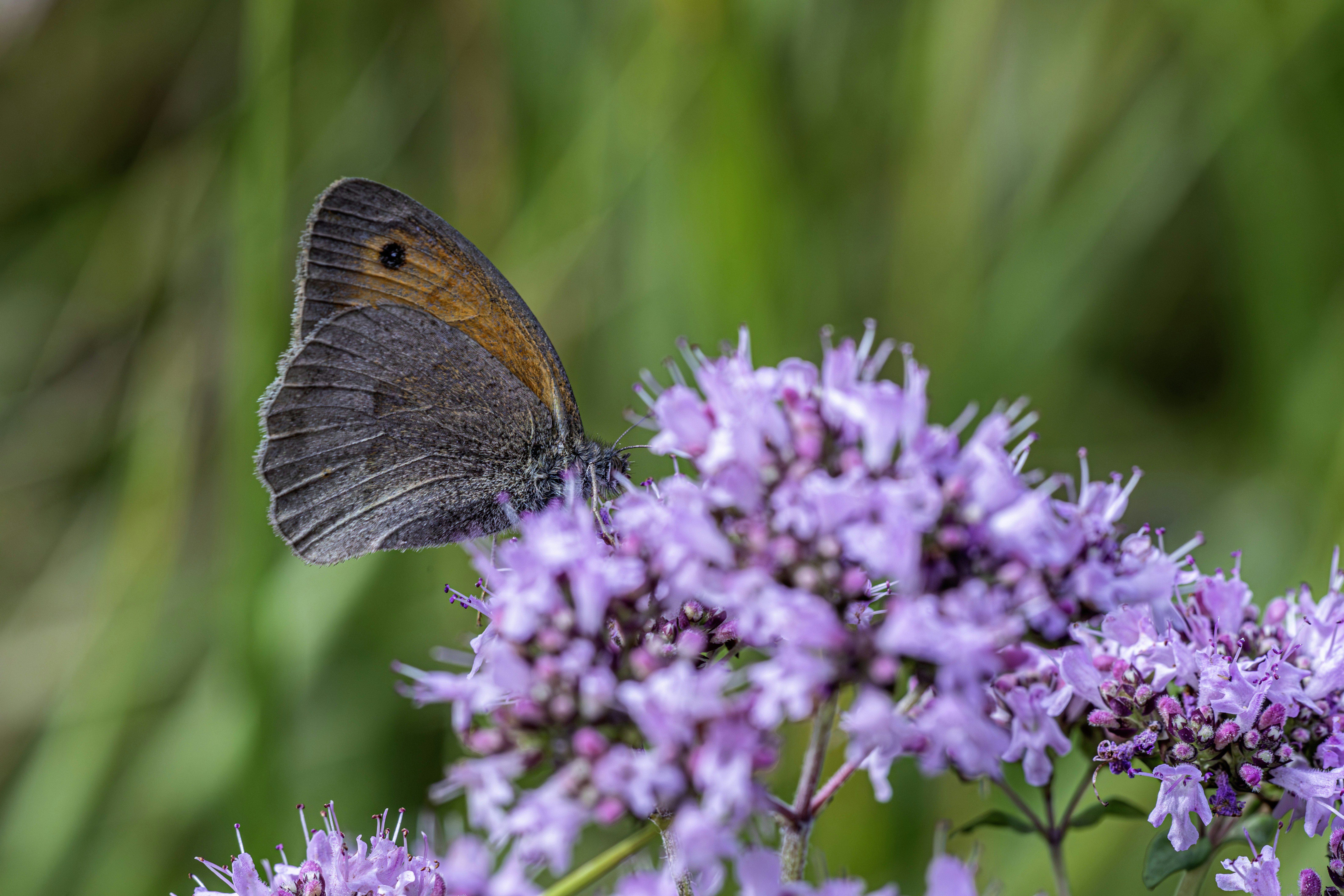 Photo by erik_karits