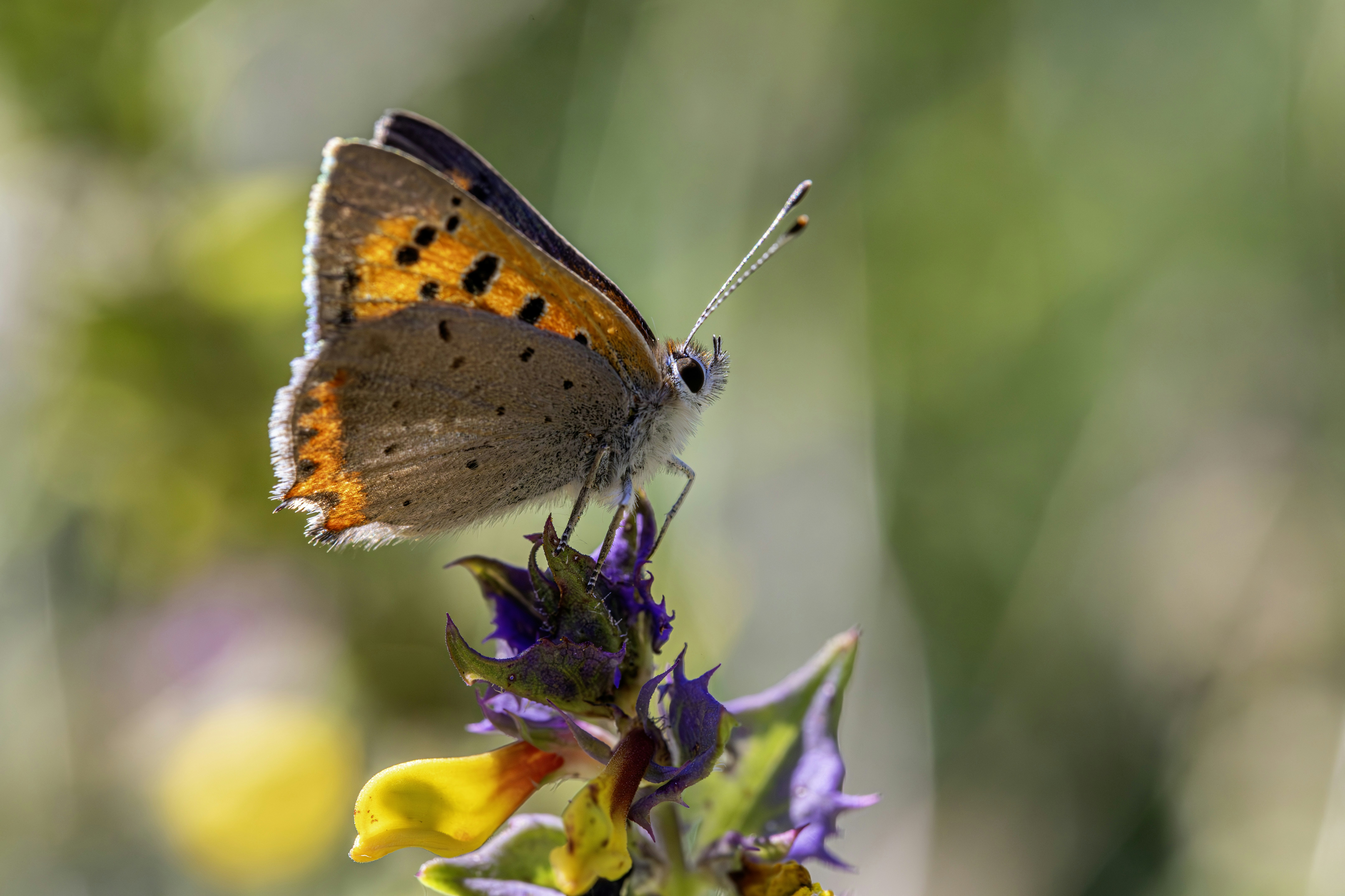 Photo by erik_karits