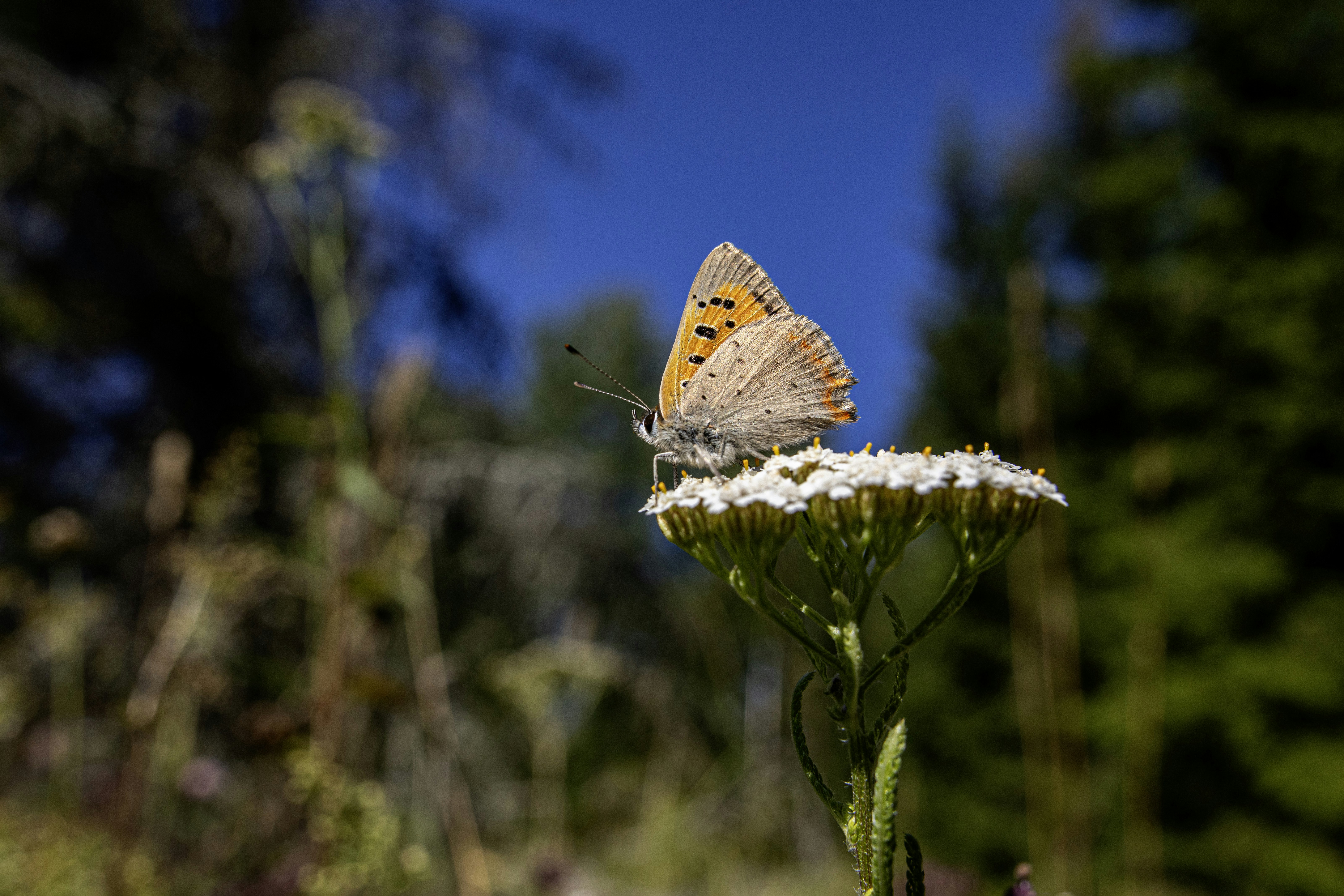 Photo by erik_karits
