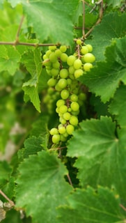 A bunch of green grapes growing on a vine