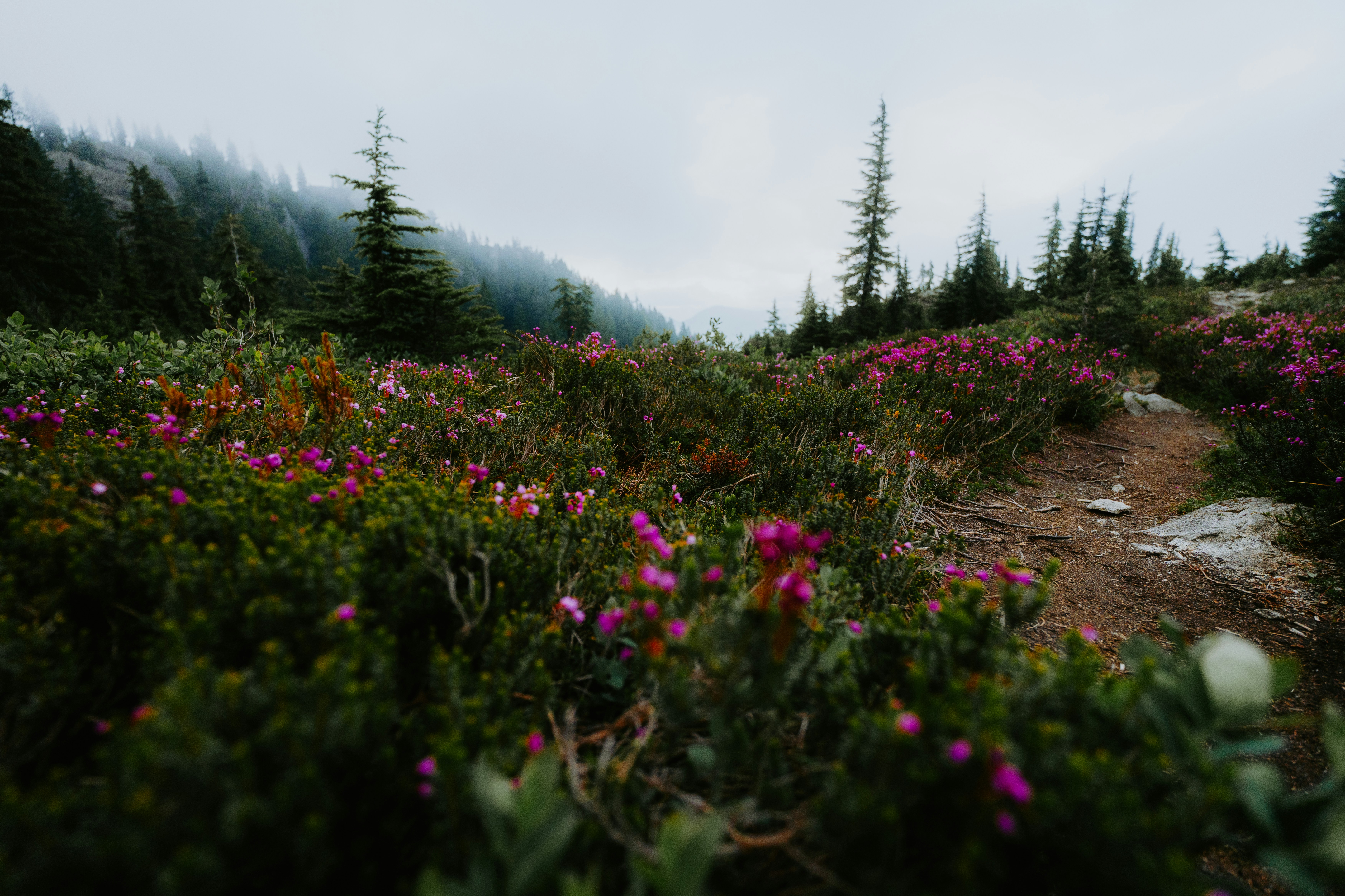 A trail in the middle of a field of wildflowers photo – Free Vegetation ...