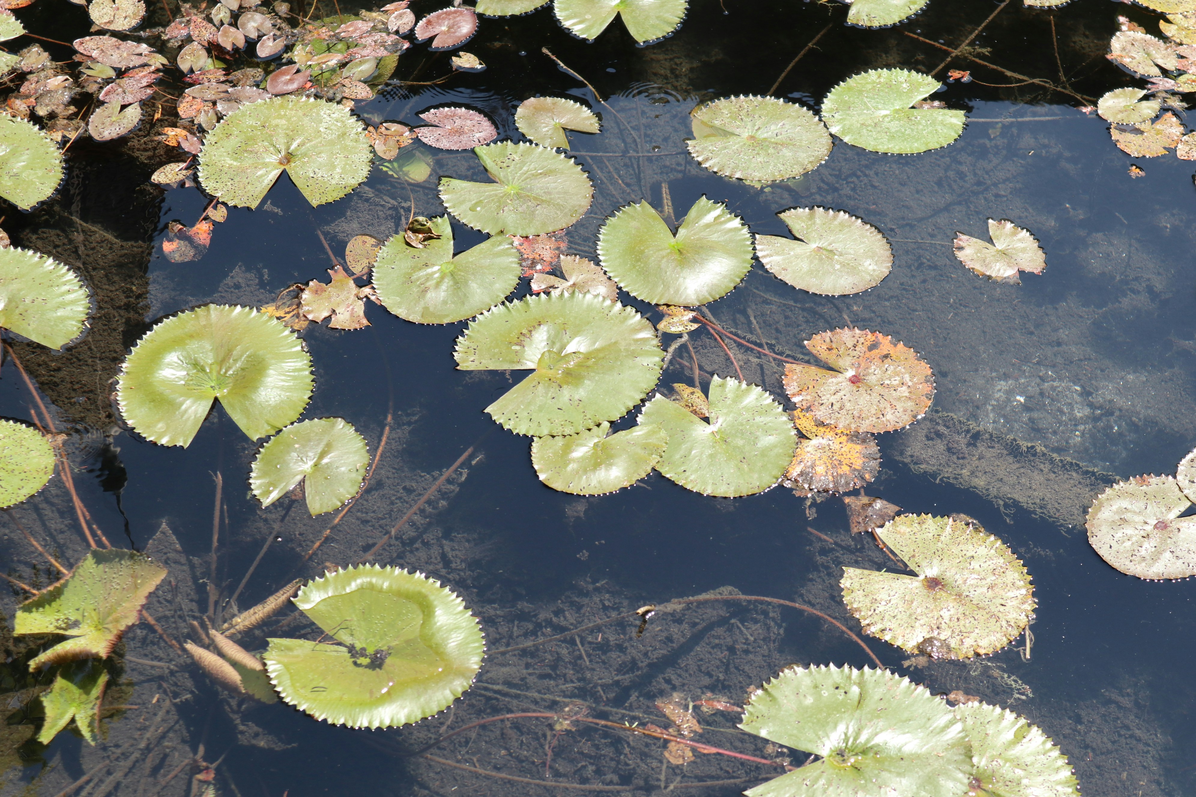 Photo by balint_miko