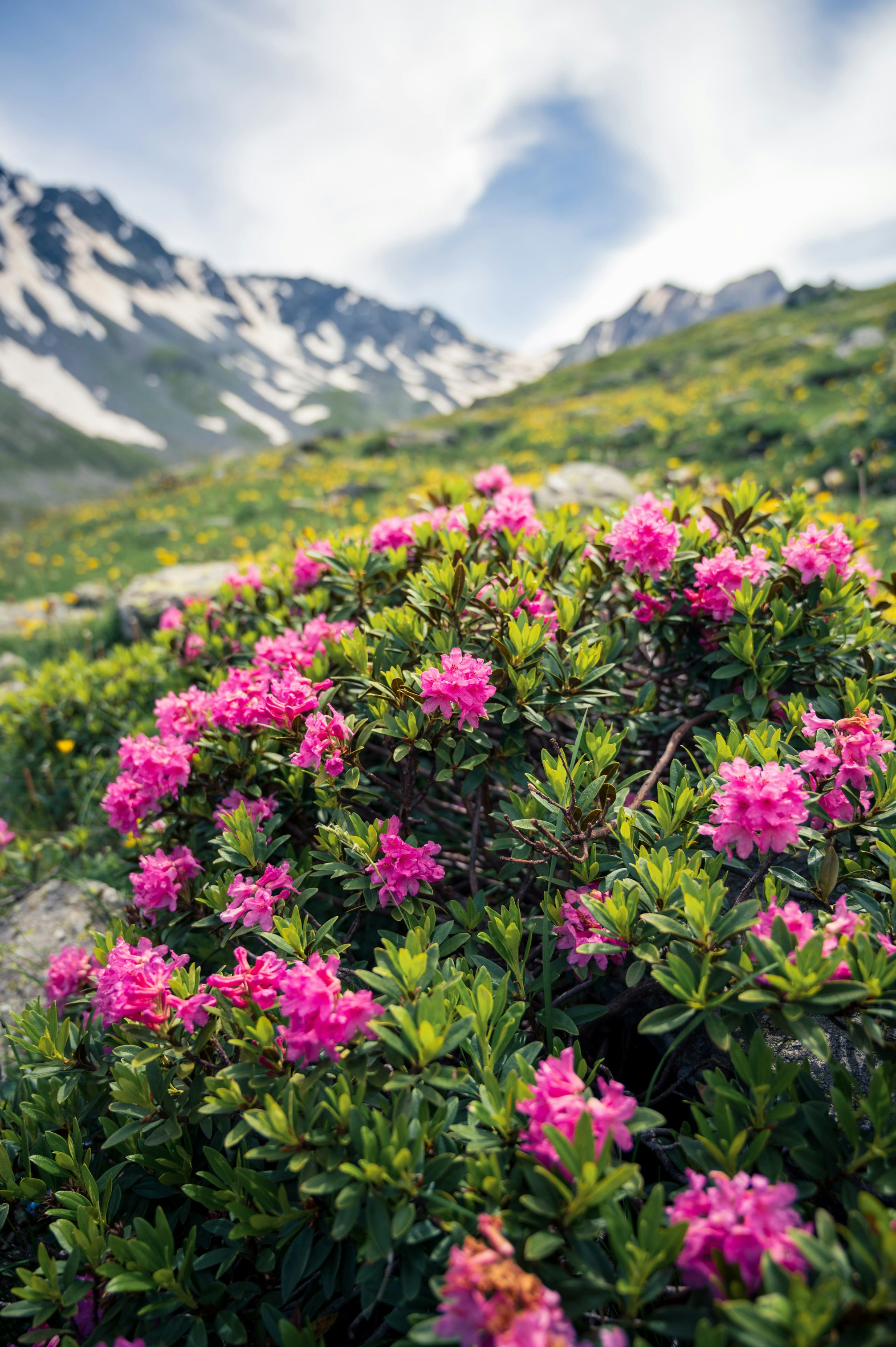 Pink flowers blooming on the side of a mountain