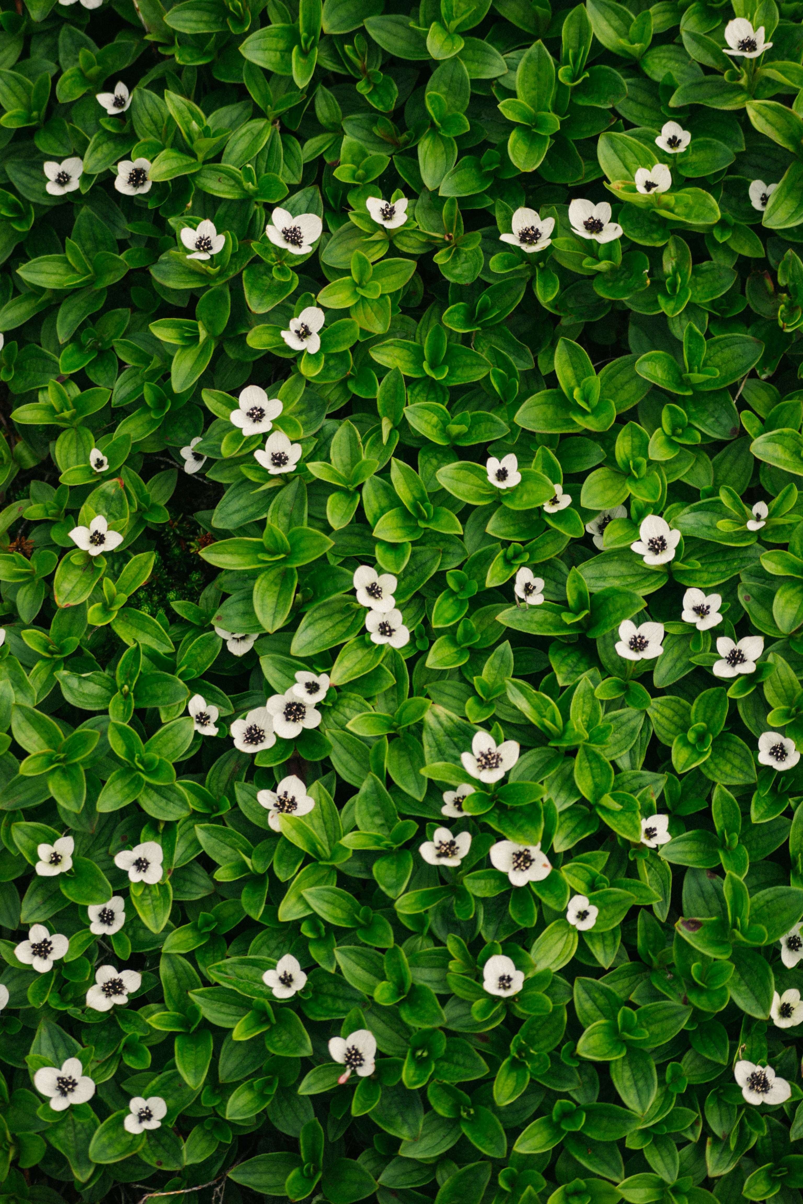 A close up of a plant with white flowers