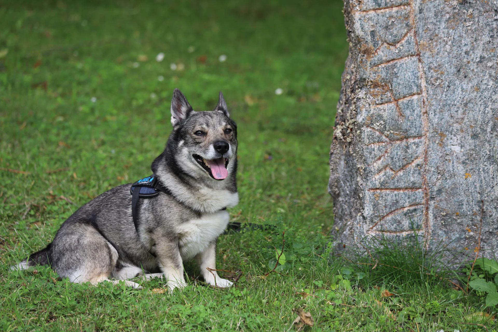 A Swedish Vallhund
