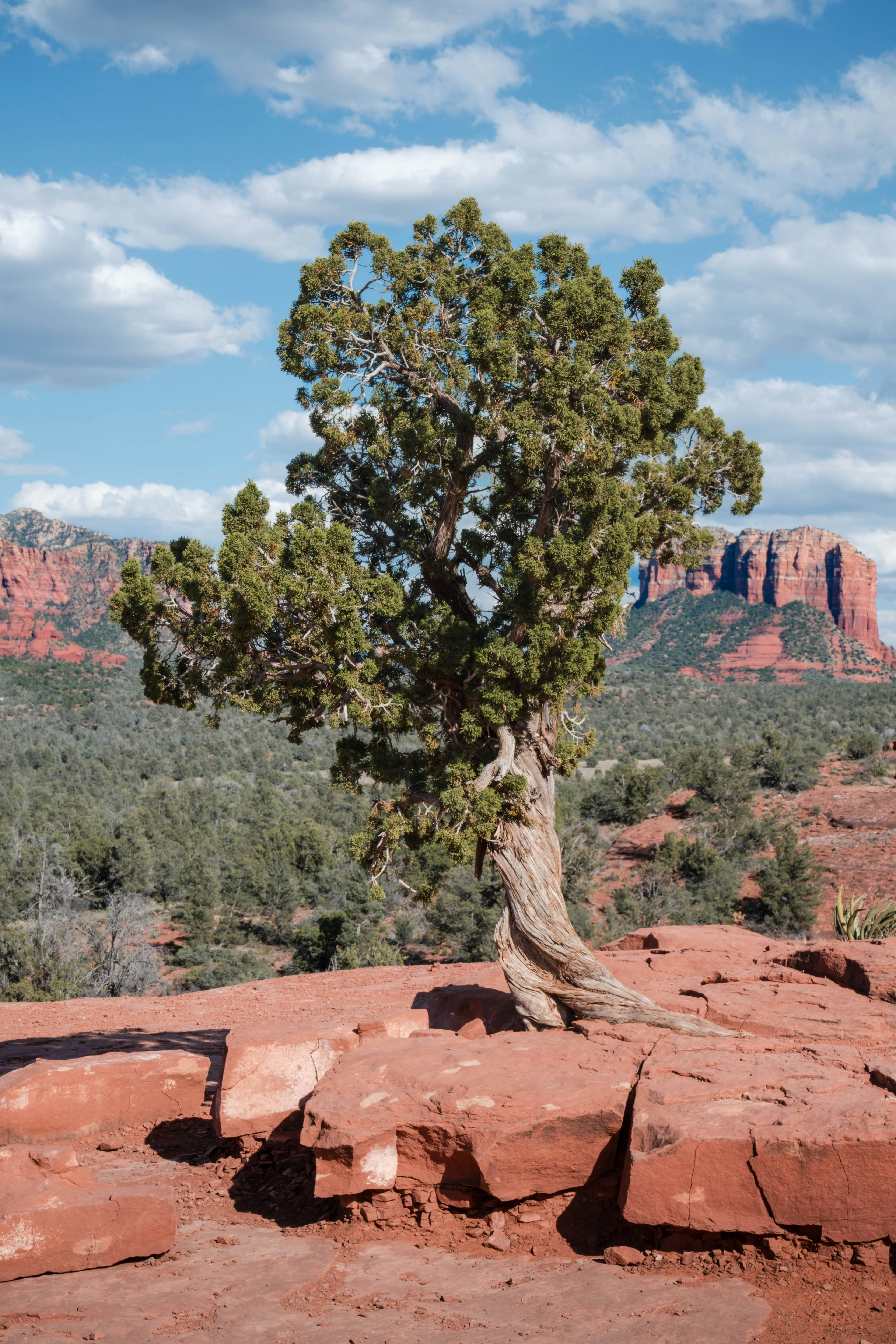 Ein Baum, der aus einem Felsen in der Wüste wächst