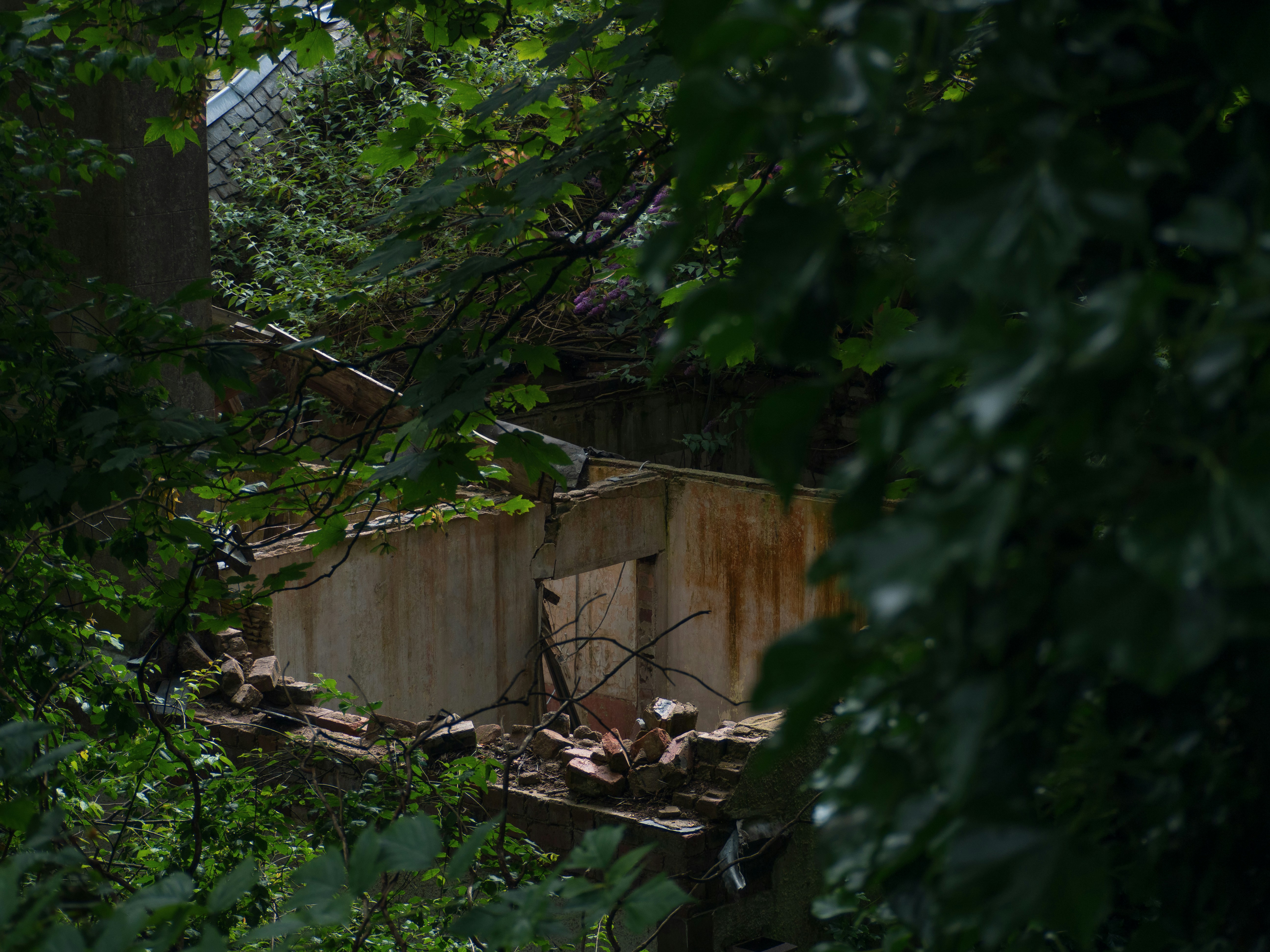 A run down building in the middle of a forest