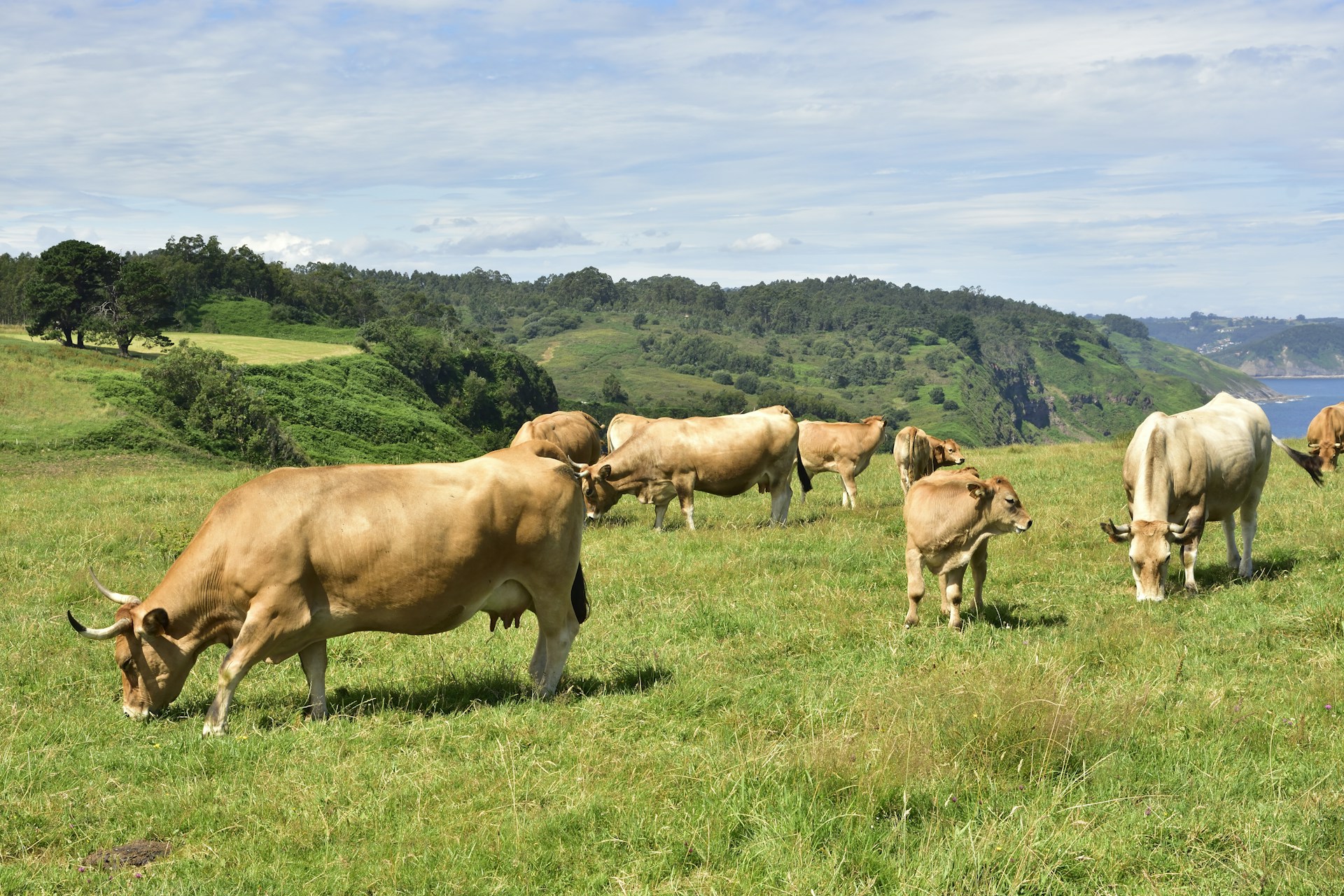 A herd of cattle grazing on a lush green hillside