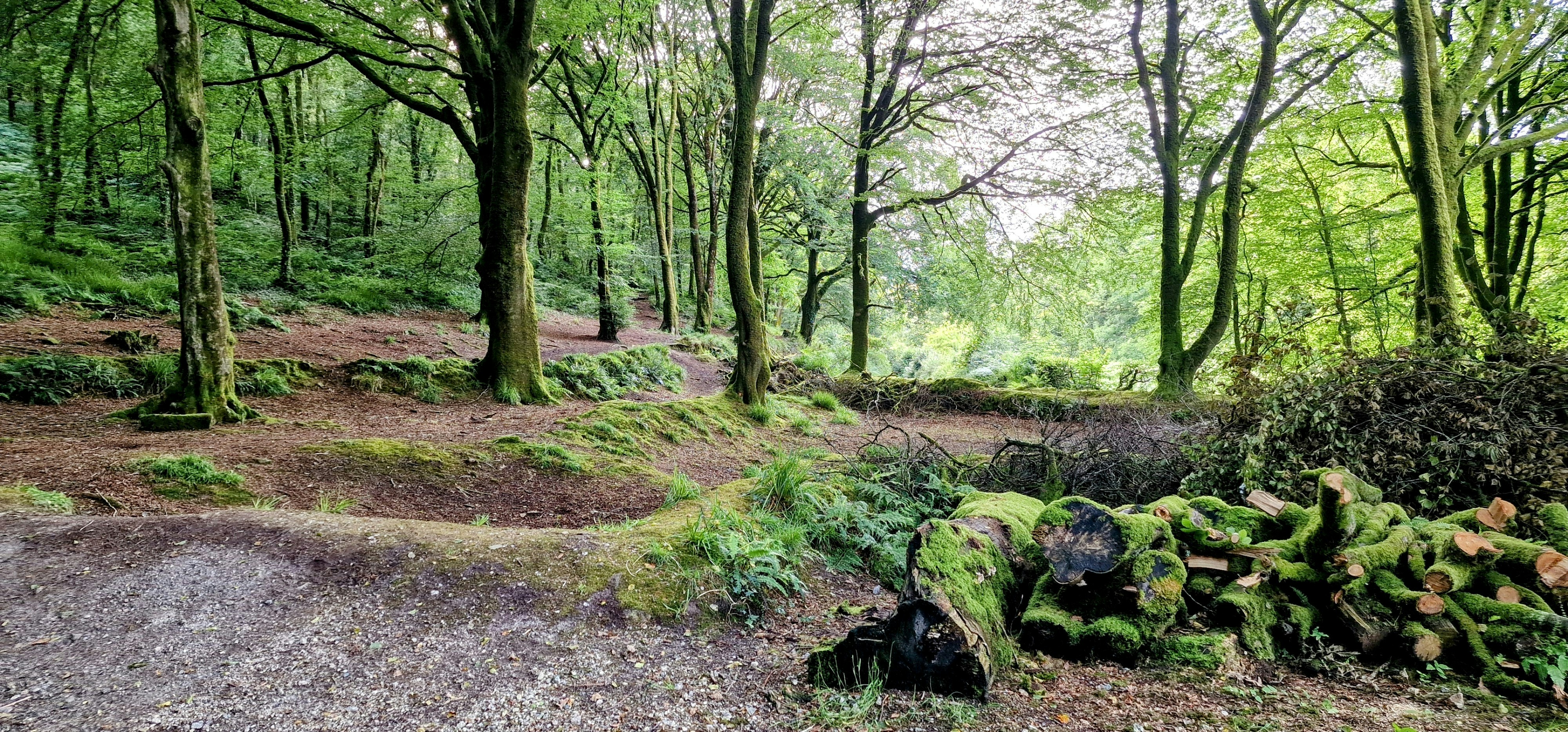 Ashbury Woods Park