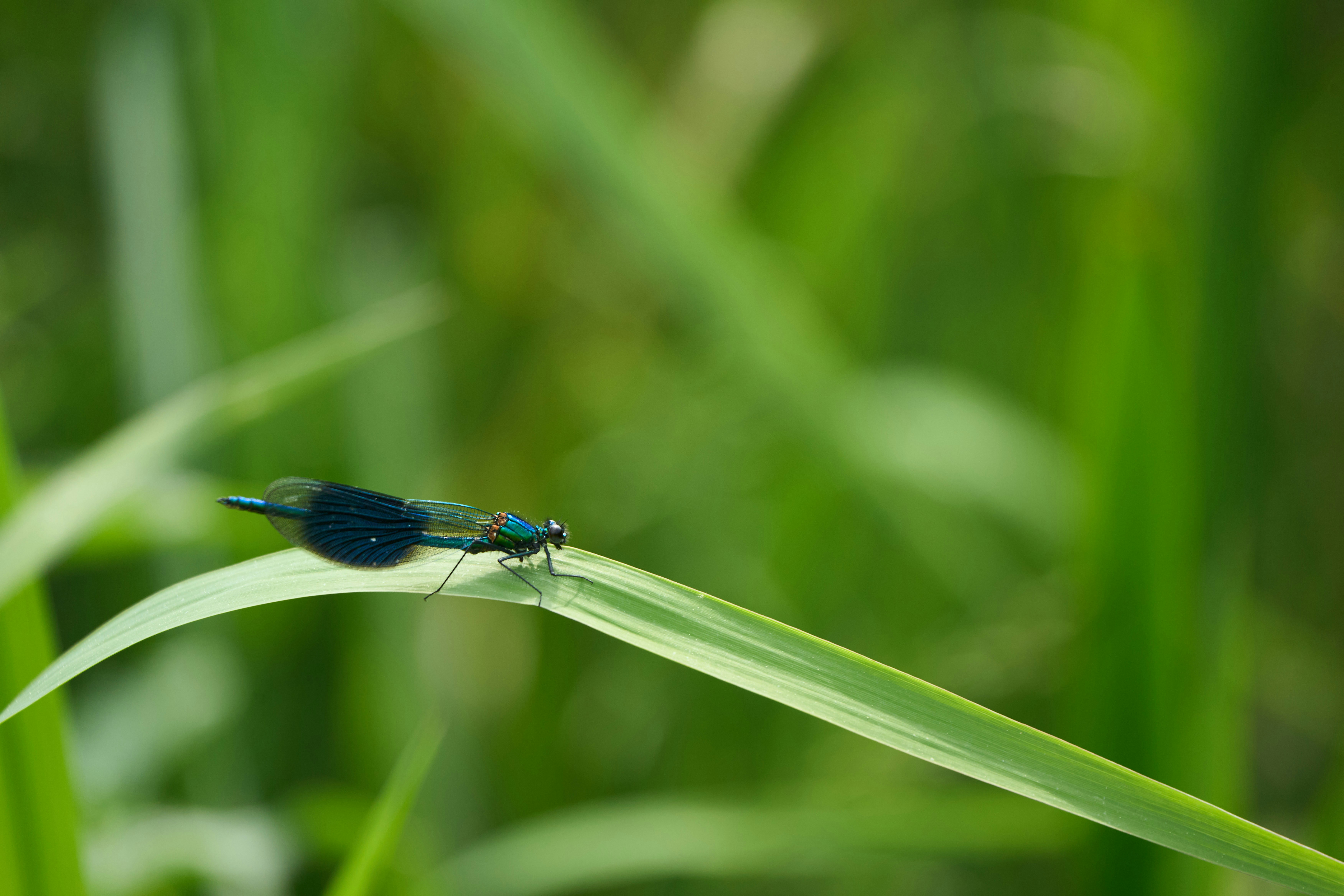 Photo by wolfgang_hasselmann