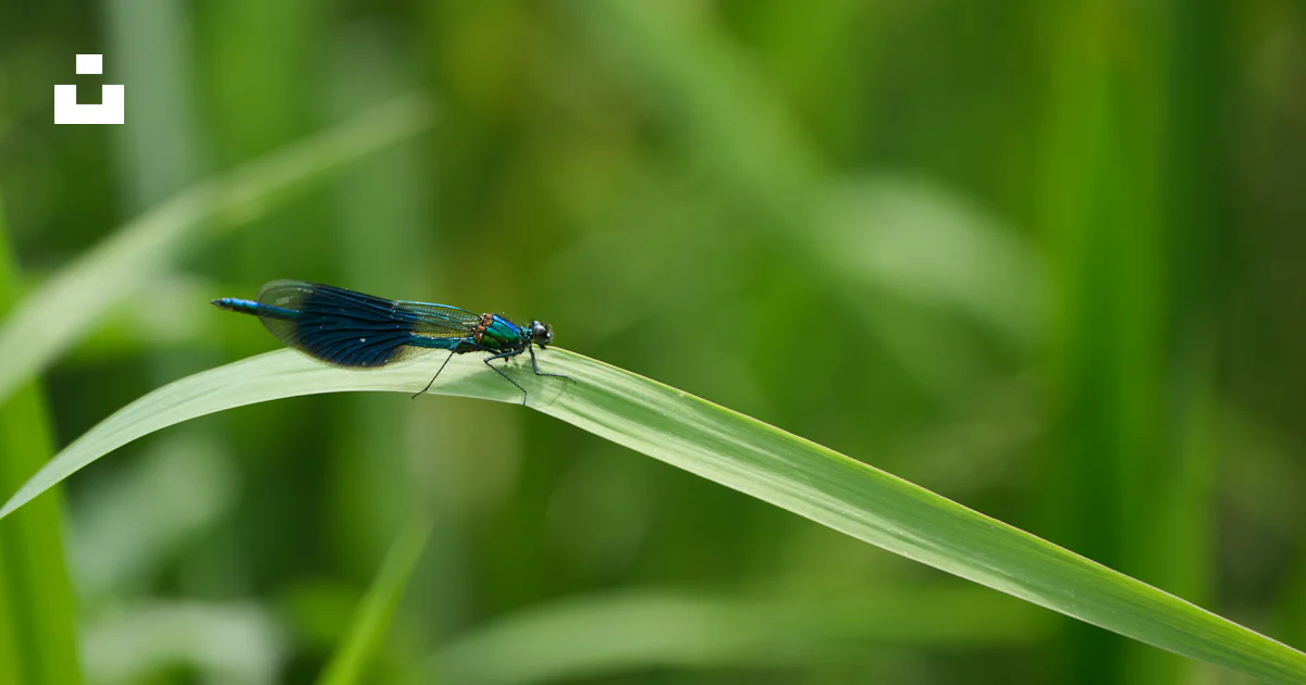A small blue insect sitting on a blade of grass photo – Free Animal ...