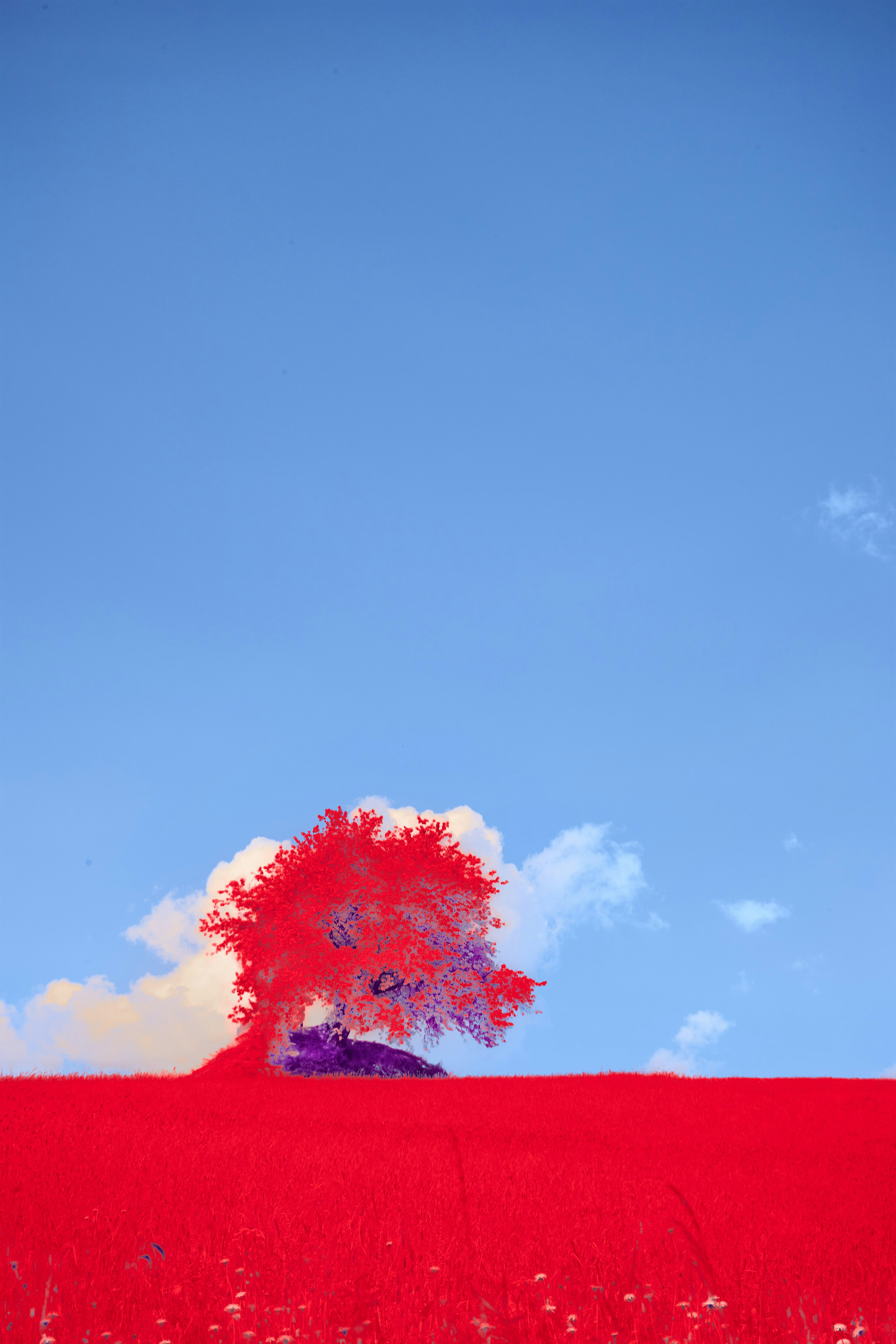 Photo by wolfgang_hasselmann