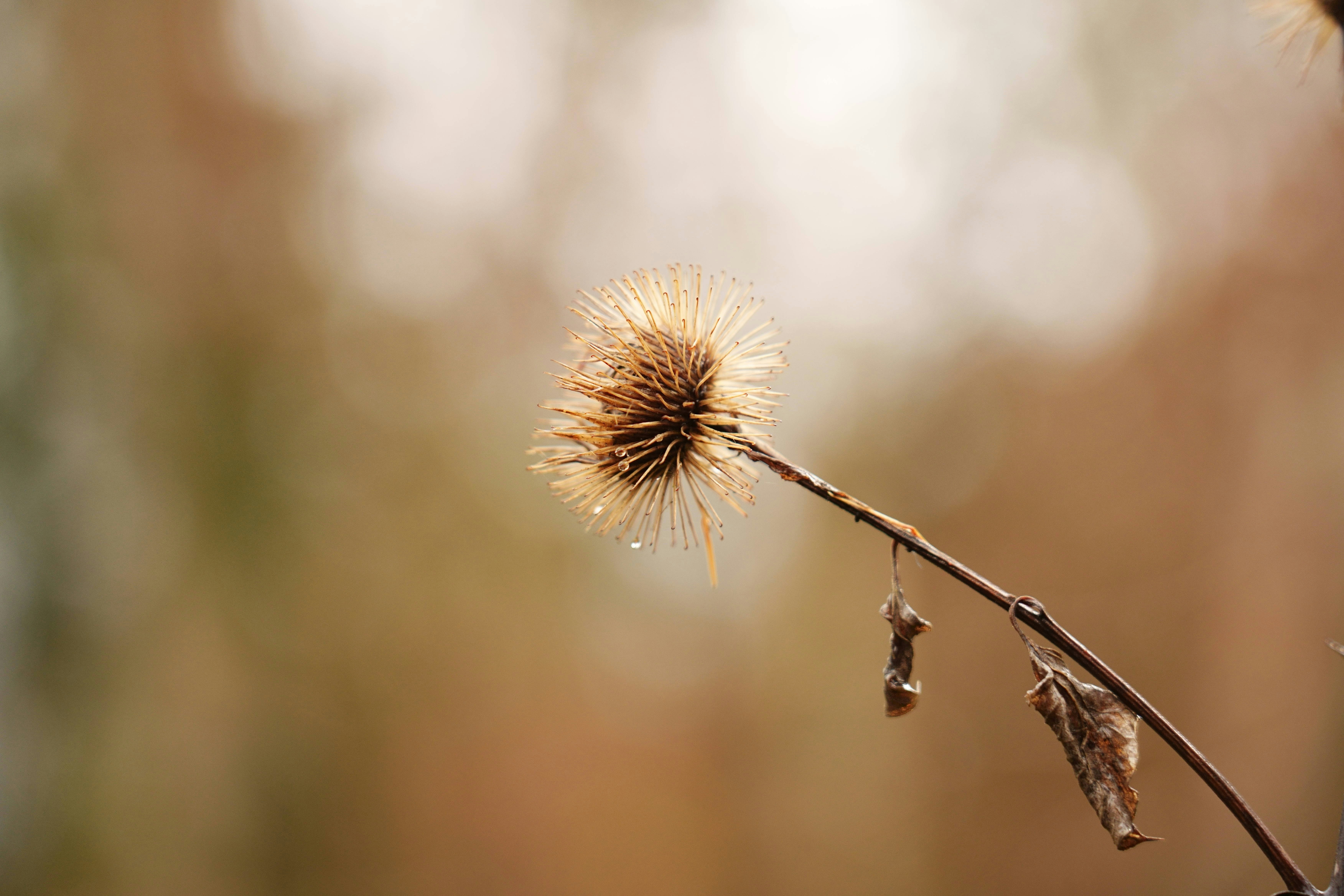 Photo by wolfgang_hasselmann