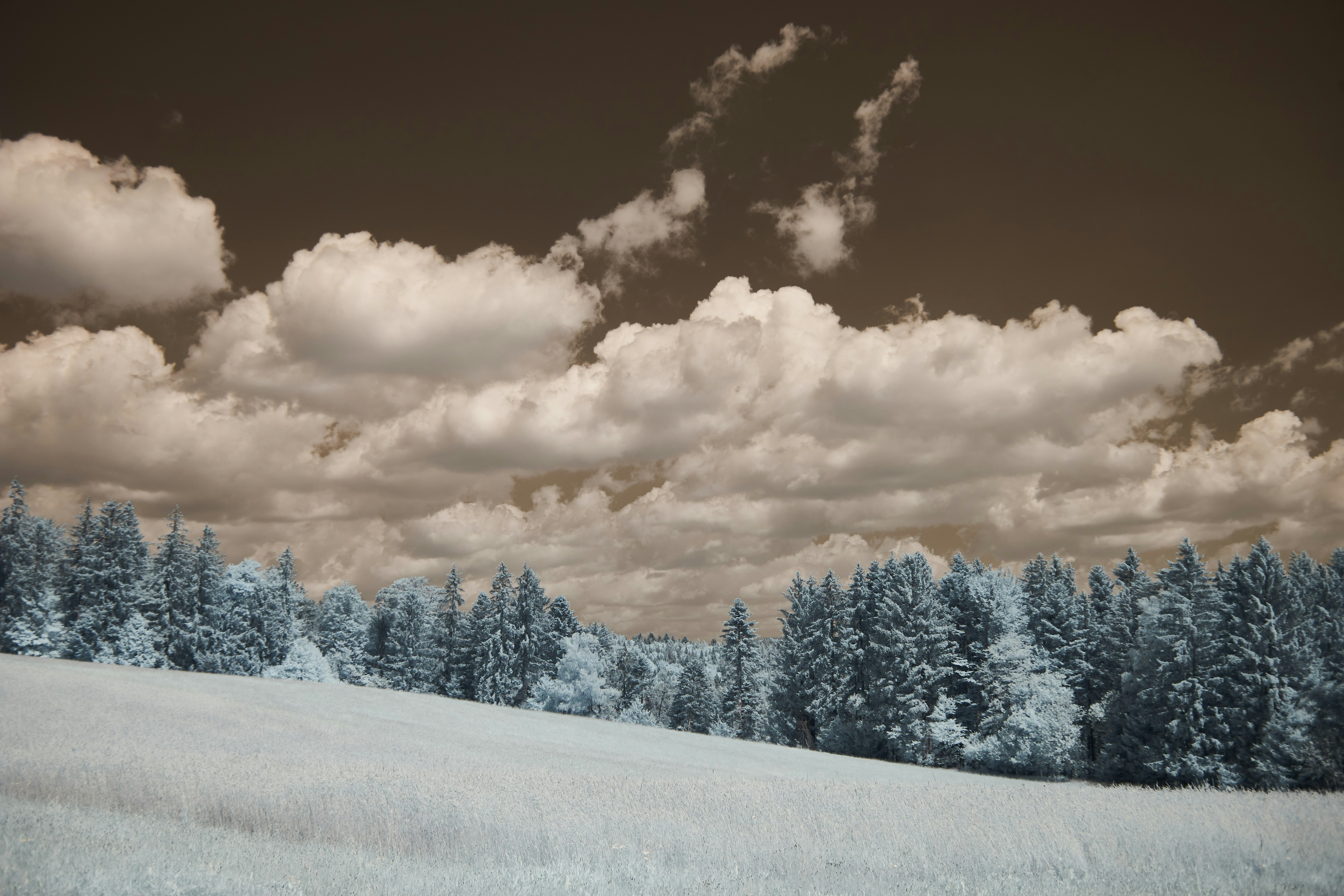 Photo by wolfgang_hasselmann