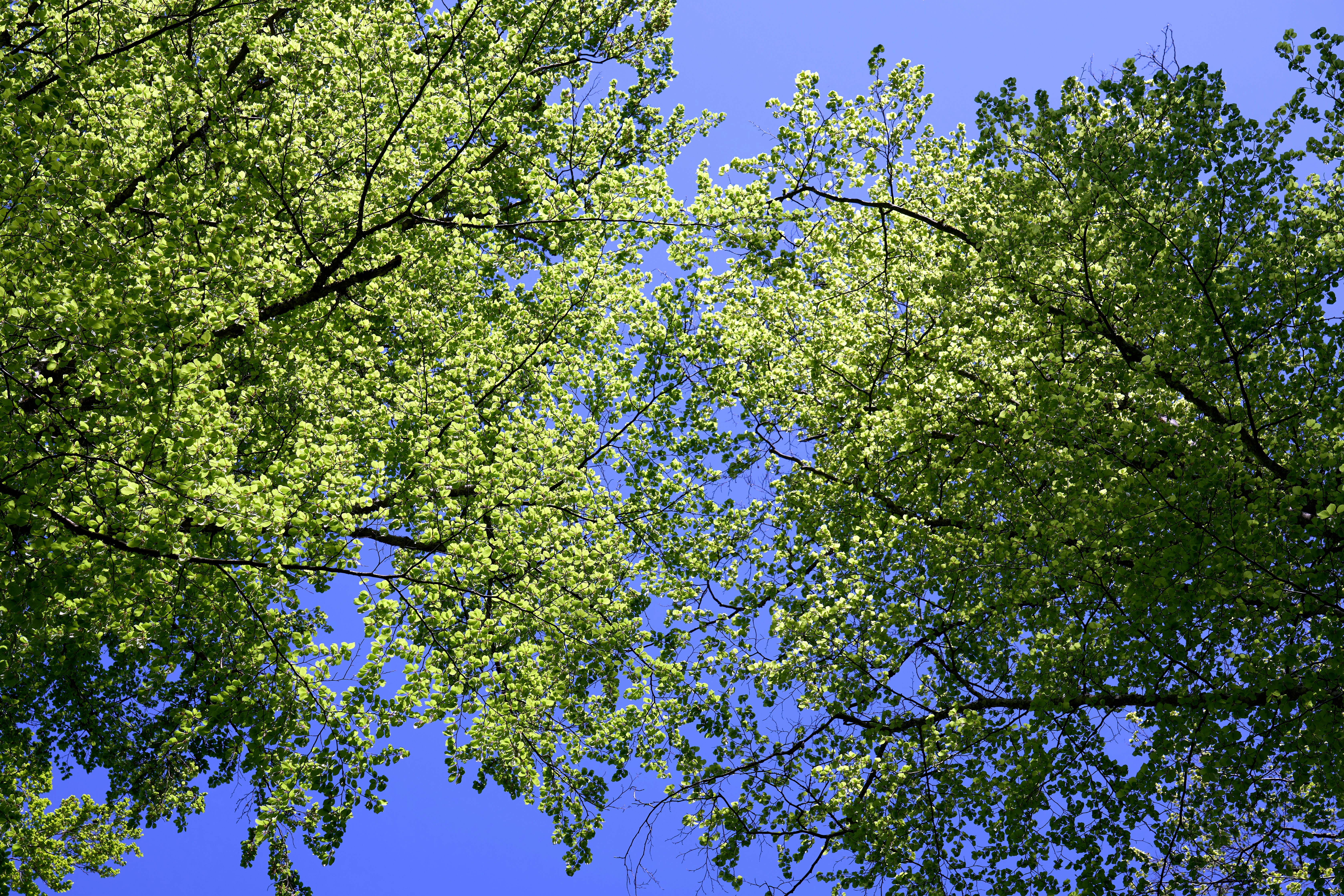 Photo by wolfgang_hasselmann