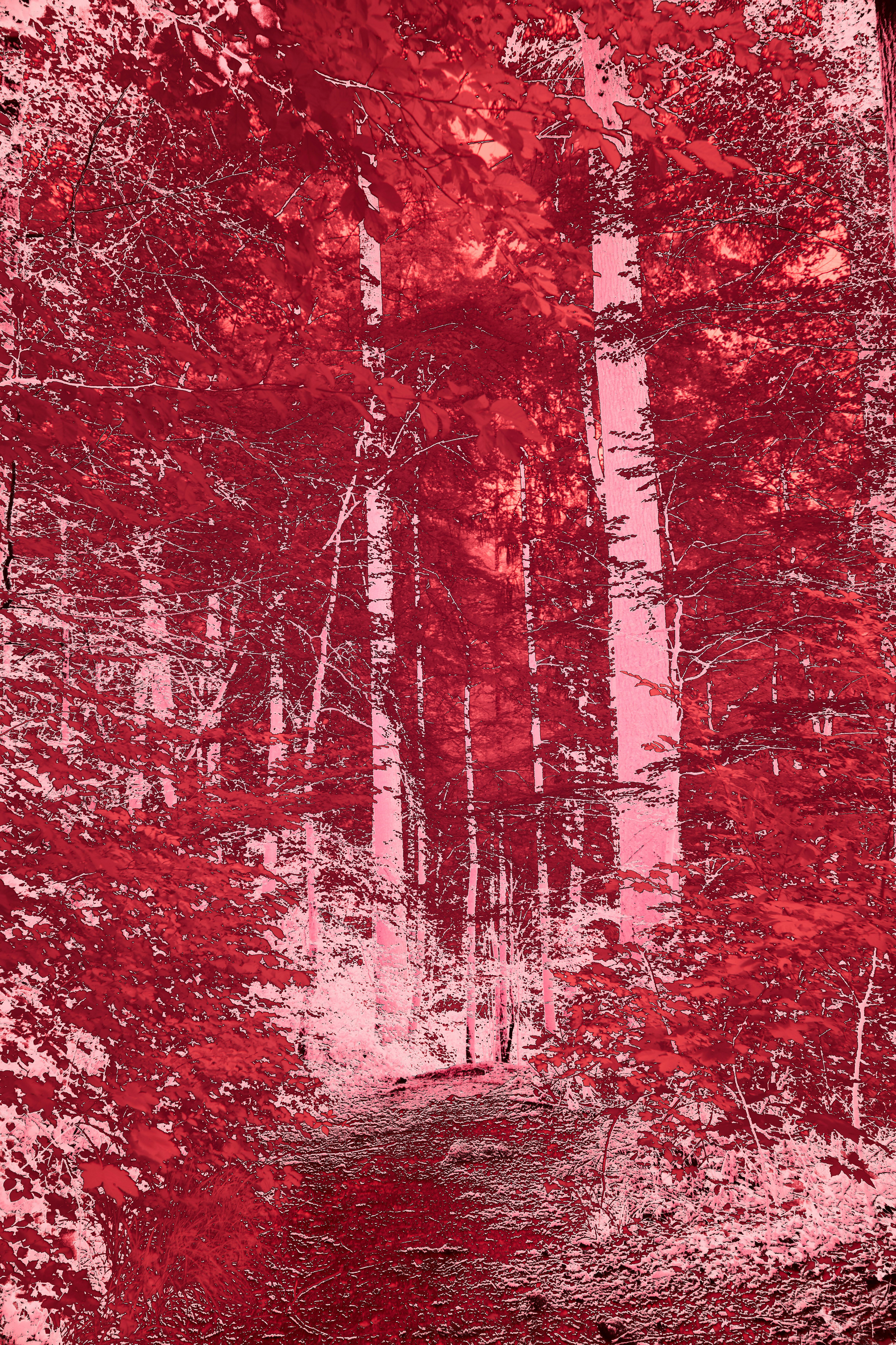 Photo by wolfgang_hasselmann