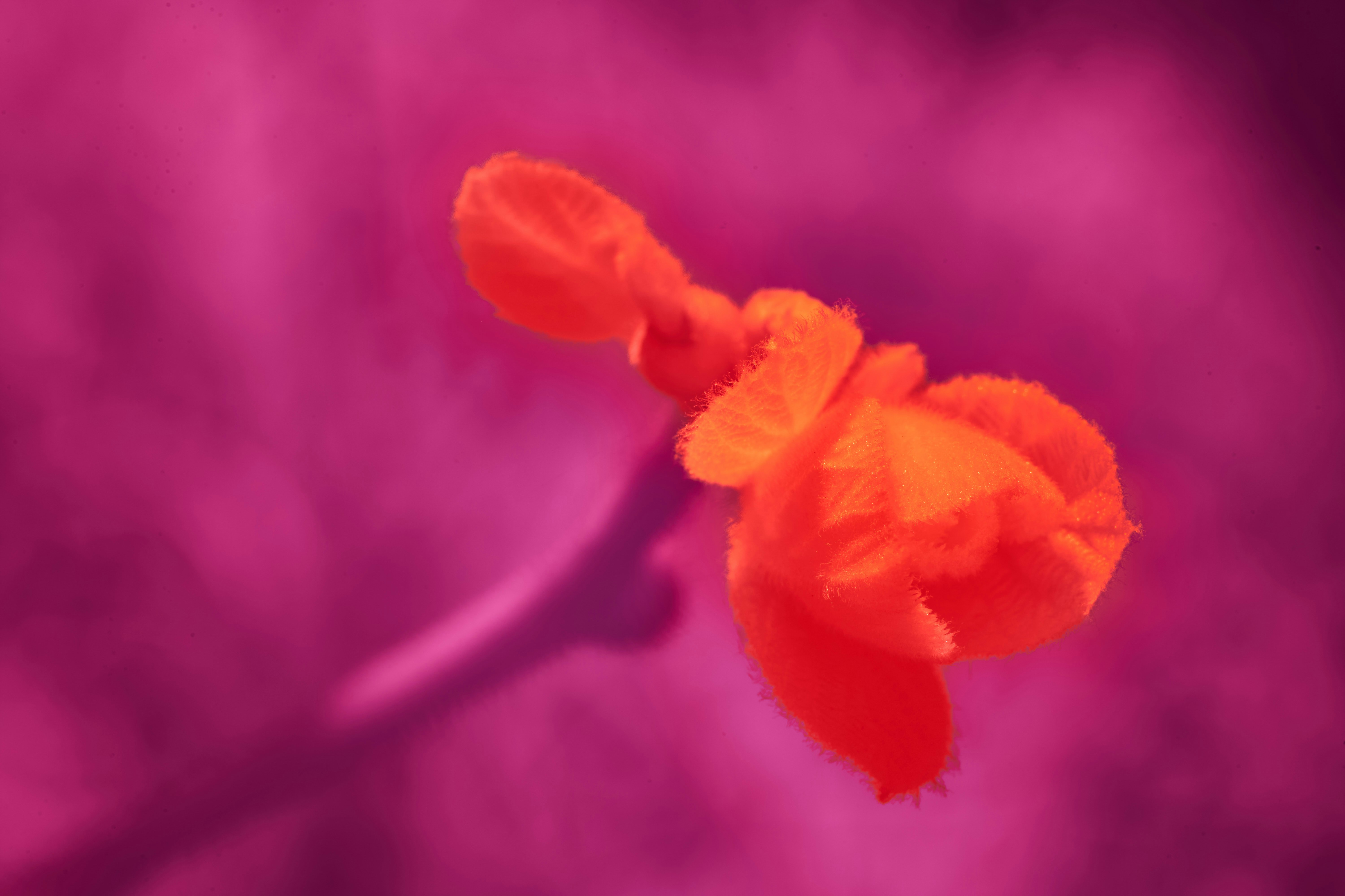 Photo by wolfgang_hasselmann