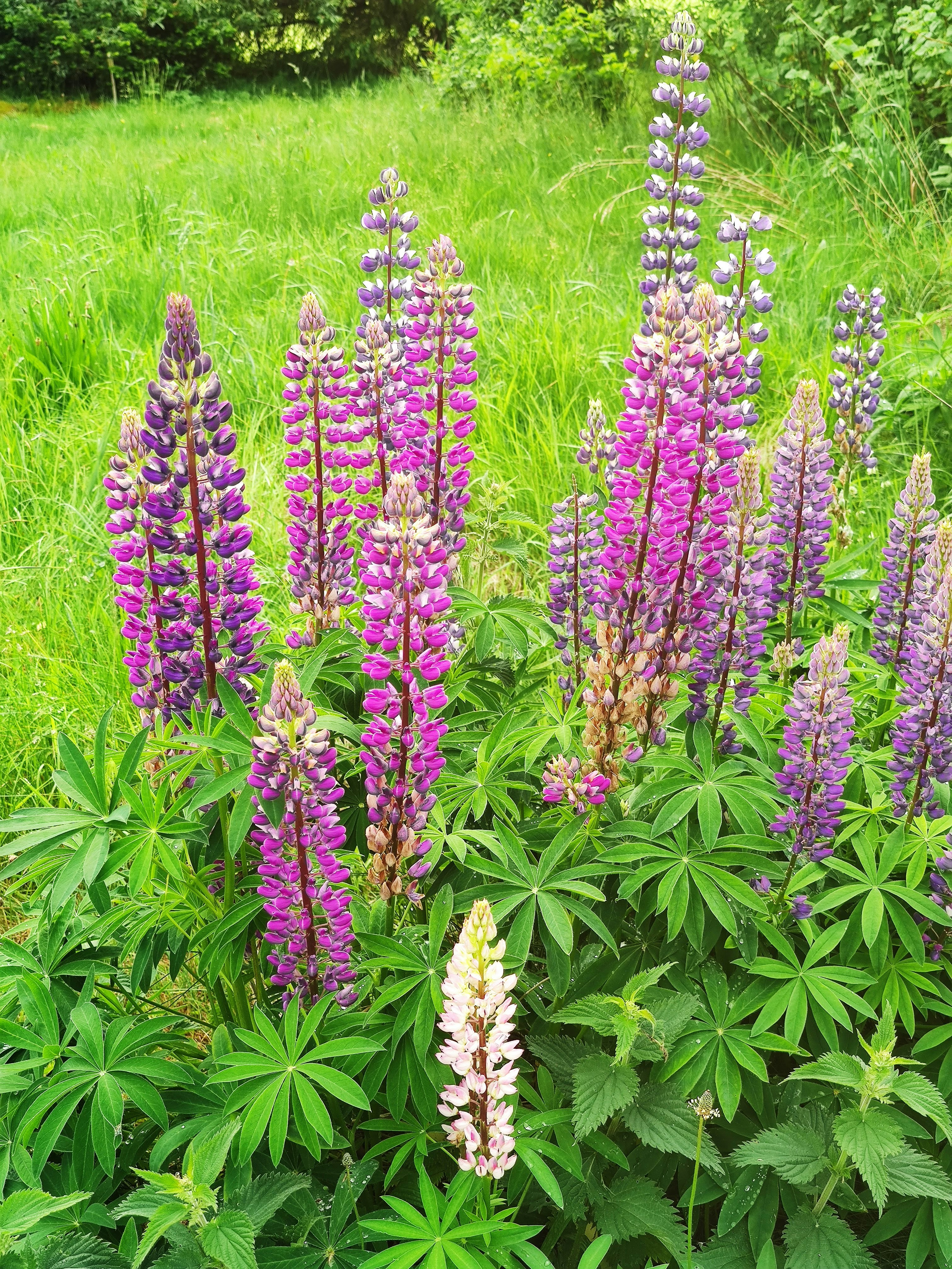 Photo by henrikvoiceofdenmark