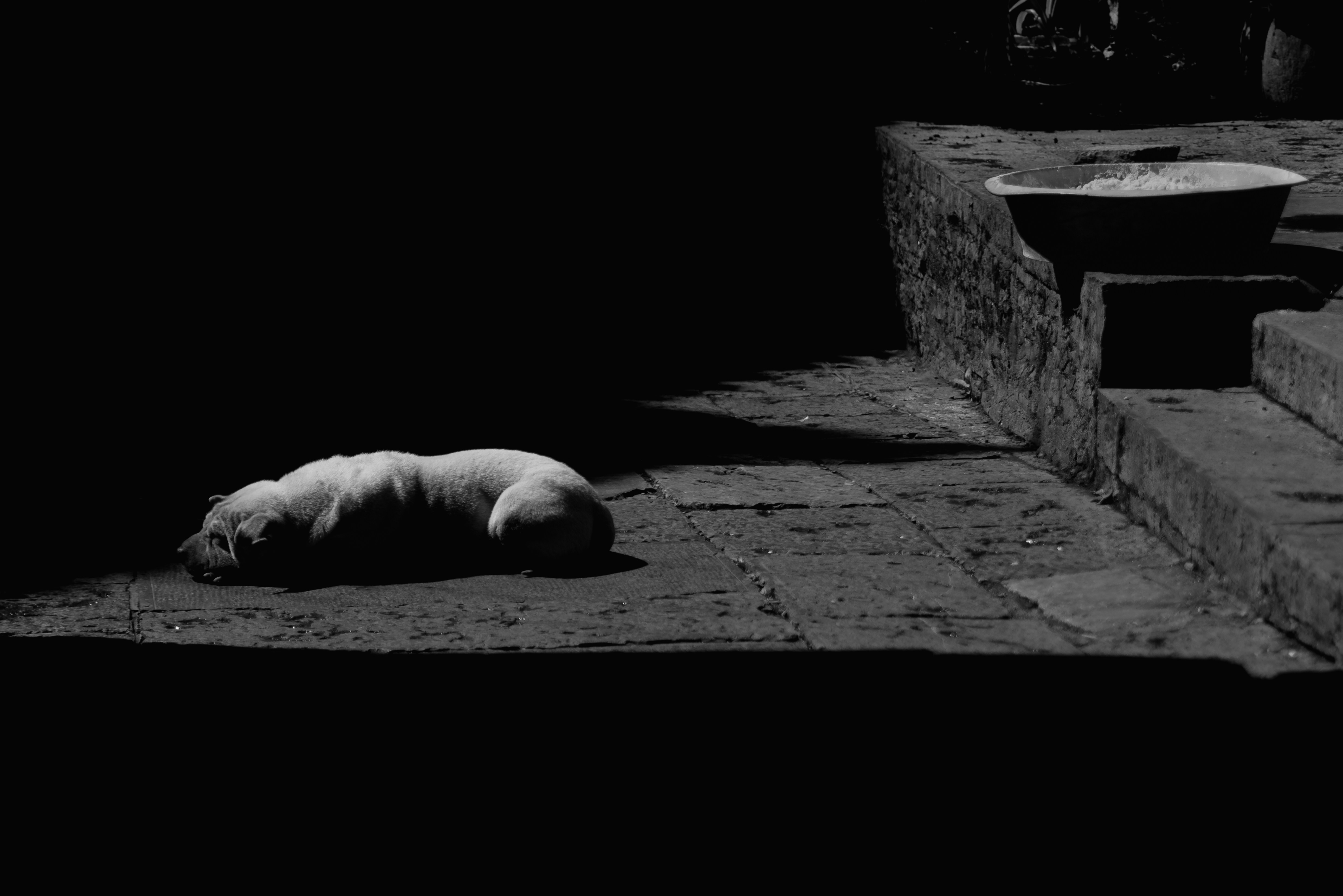 A black and white photo of a sleeping pig